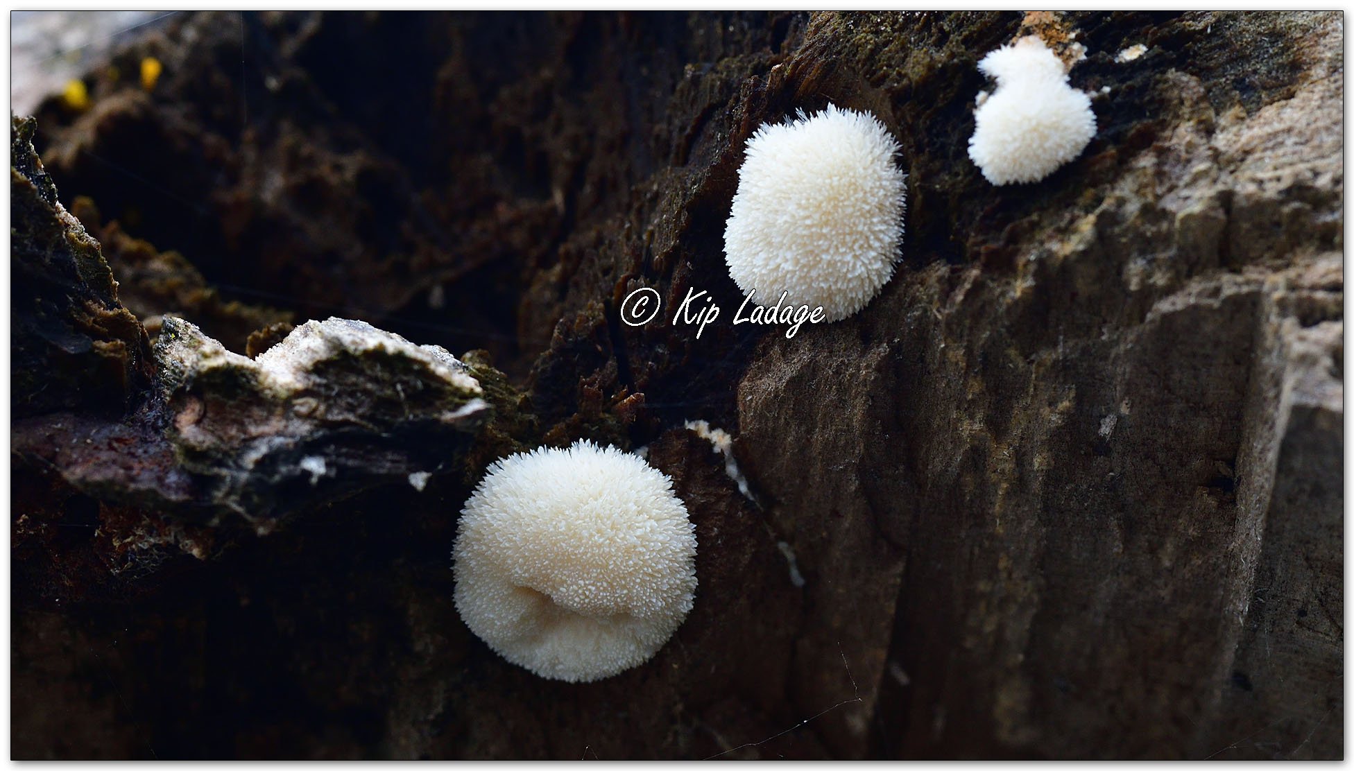 Lion's Mane Mushrooms - Image 1134336
