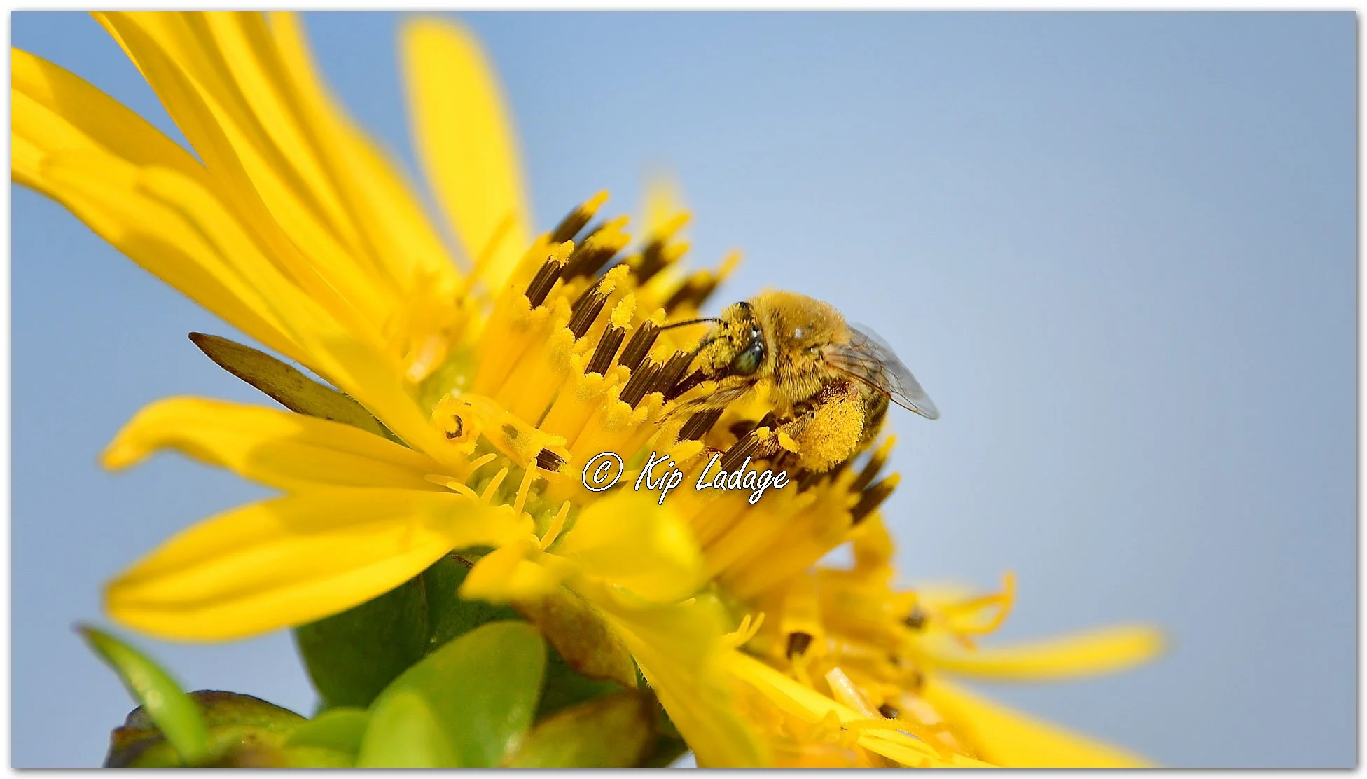 Sunflower Bee on Cup Plant - Image 1127587