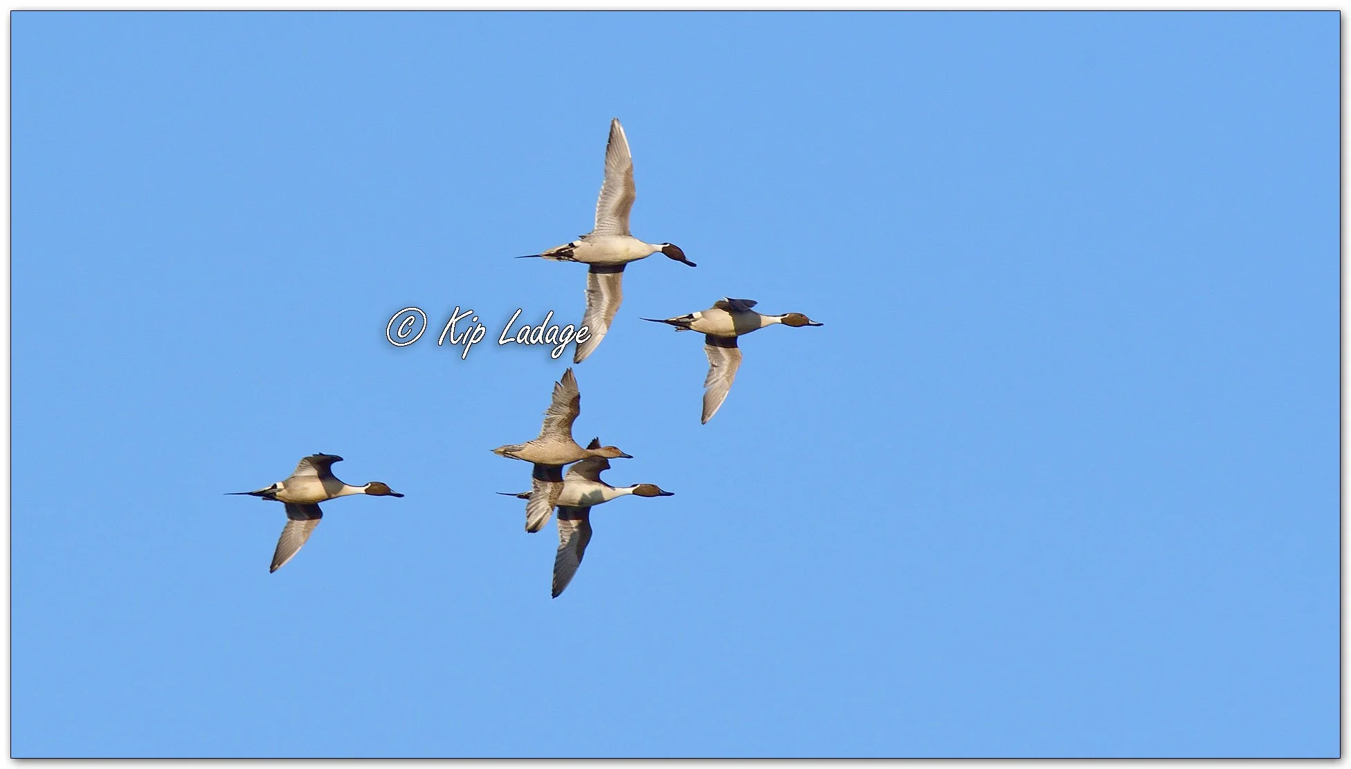 Northern Pintails - Image 1071345
