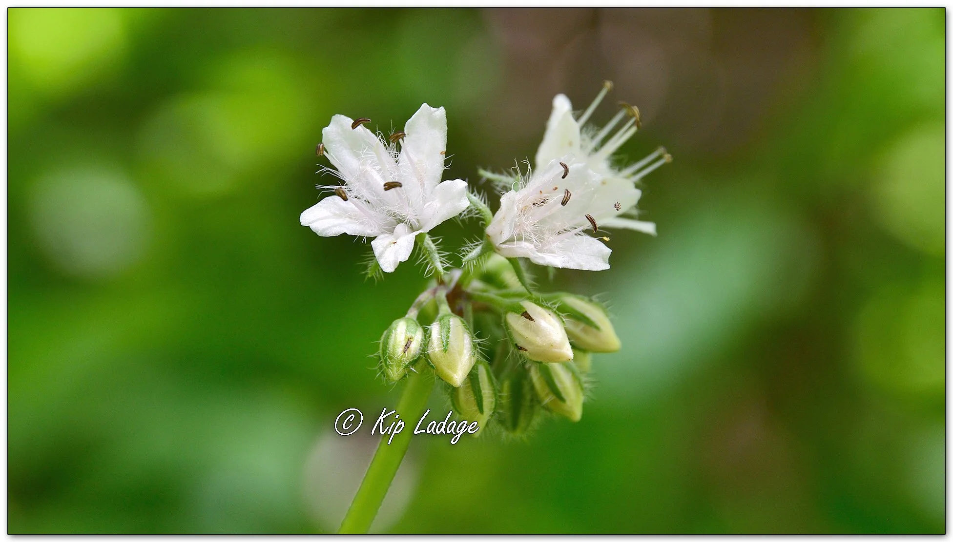 Virginia Waterleaf - Image 1097052