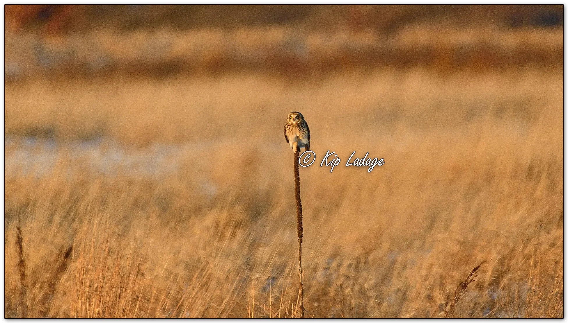 Short-eared Owl - Image 1049516