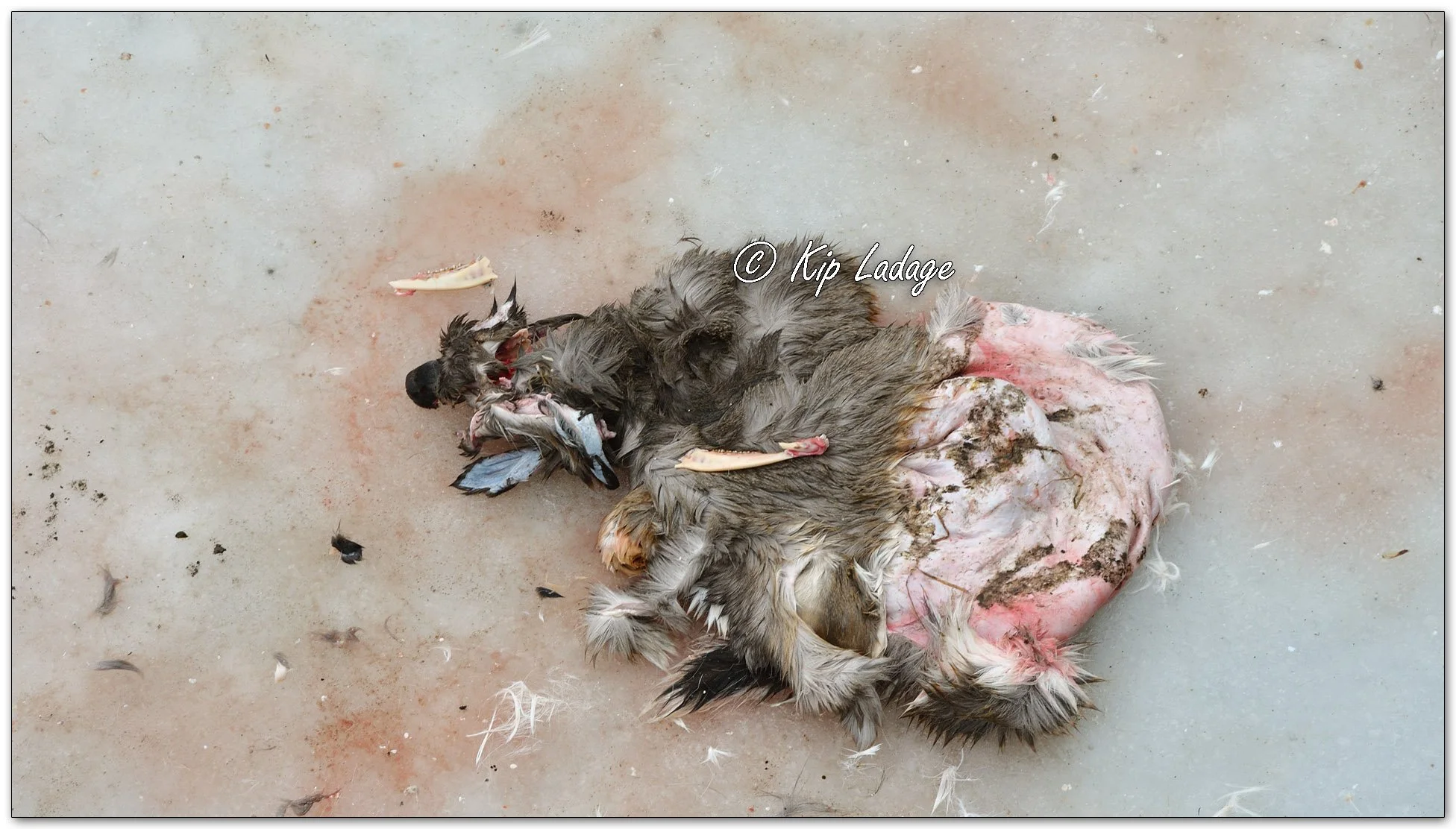 Whitetail Carcasses on Ice - Image 1053025