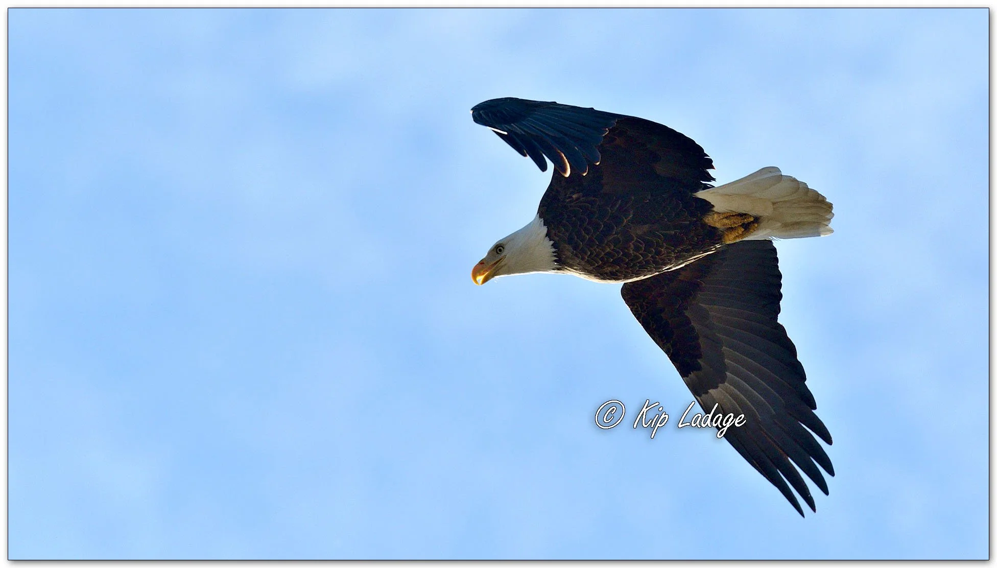Adult Bald Eagle in Spruce Tree - Image 1075288