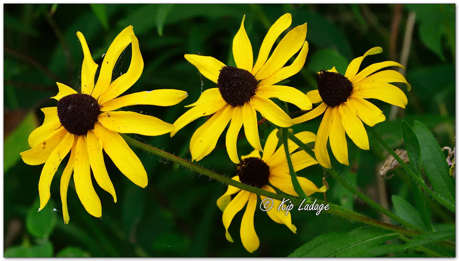 Black-eyed Susans - Image 1128729