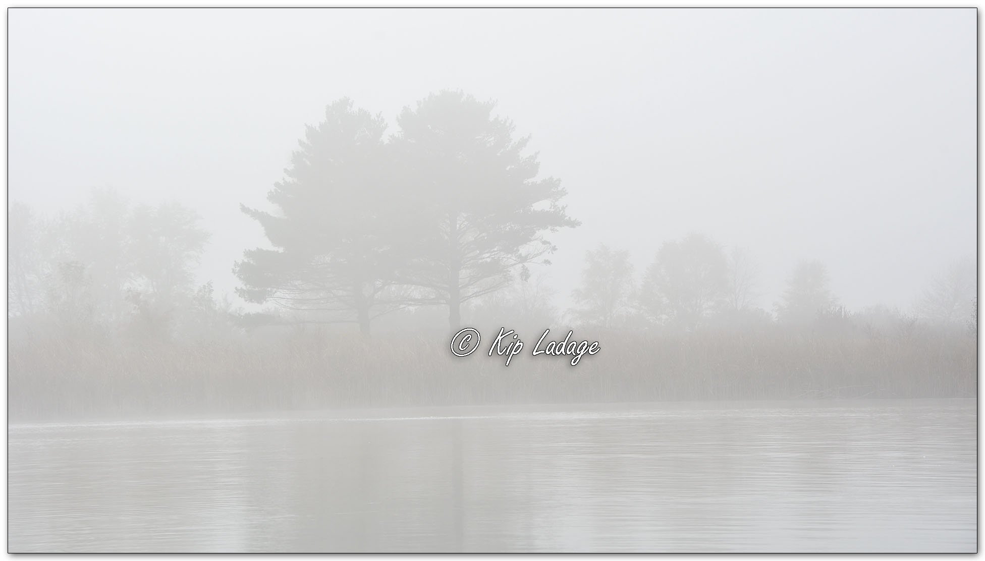 Trees and Fog - Image 1039901
