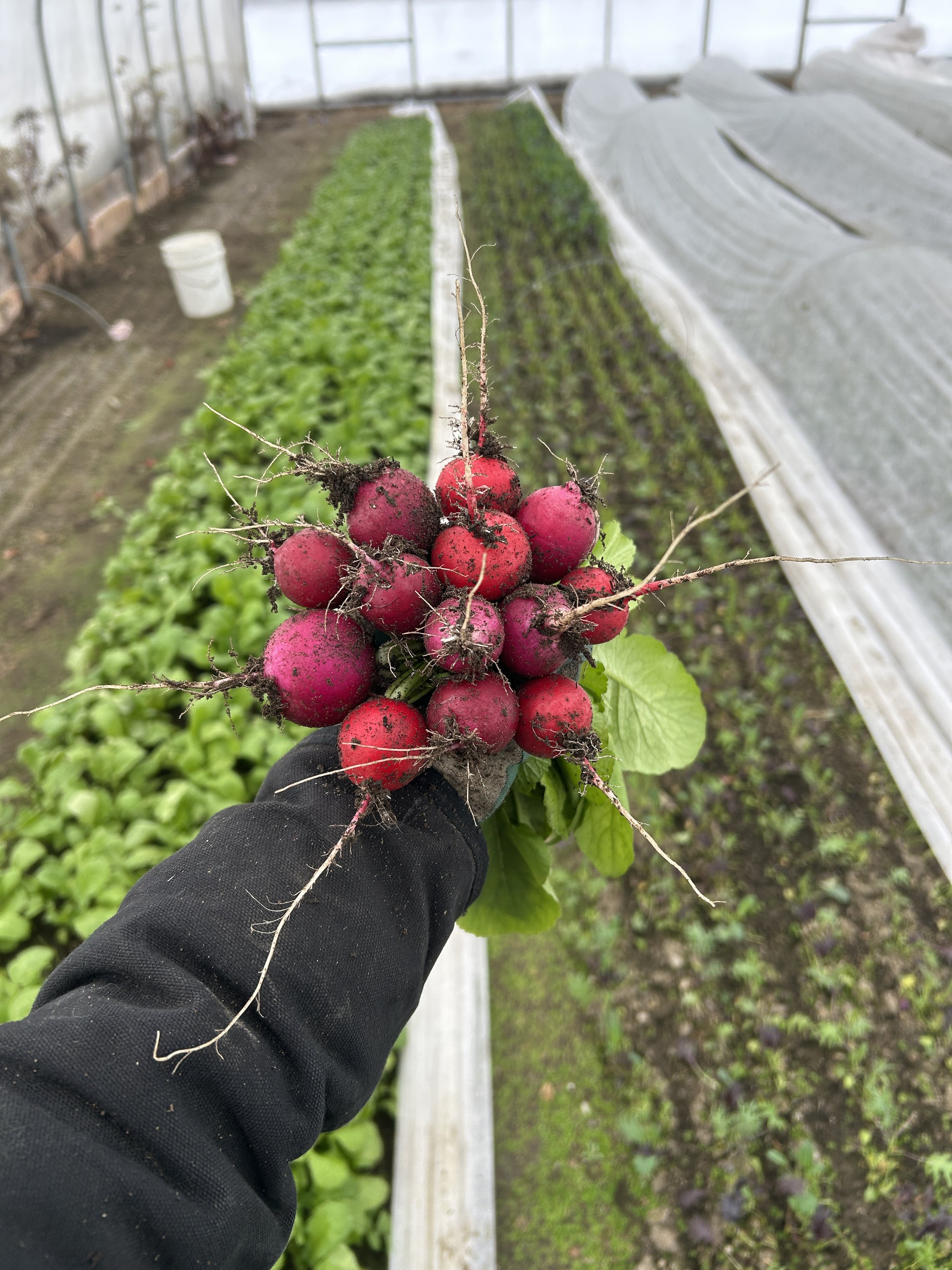 Last Market of the Year Thur. 12/18!