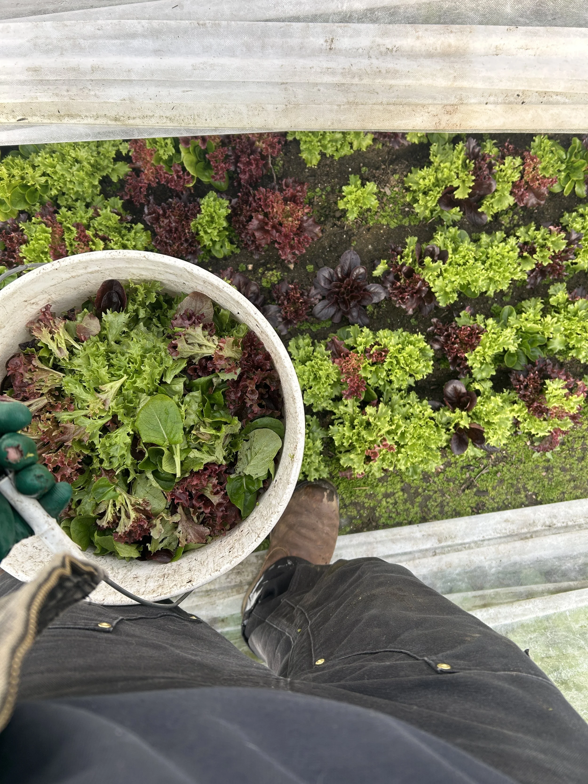 Persephone Period, Saturday CSA Pickup Now Available, Market 1/22