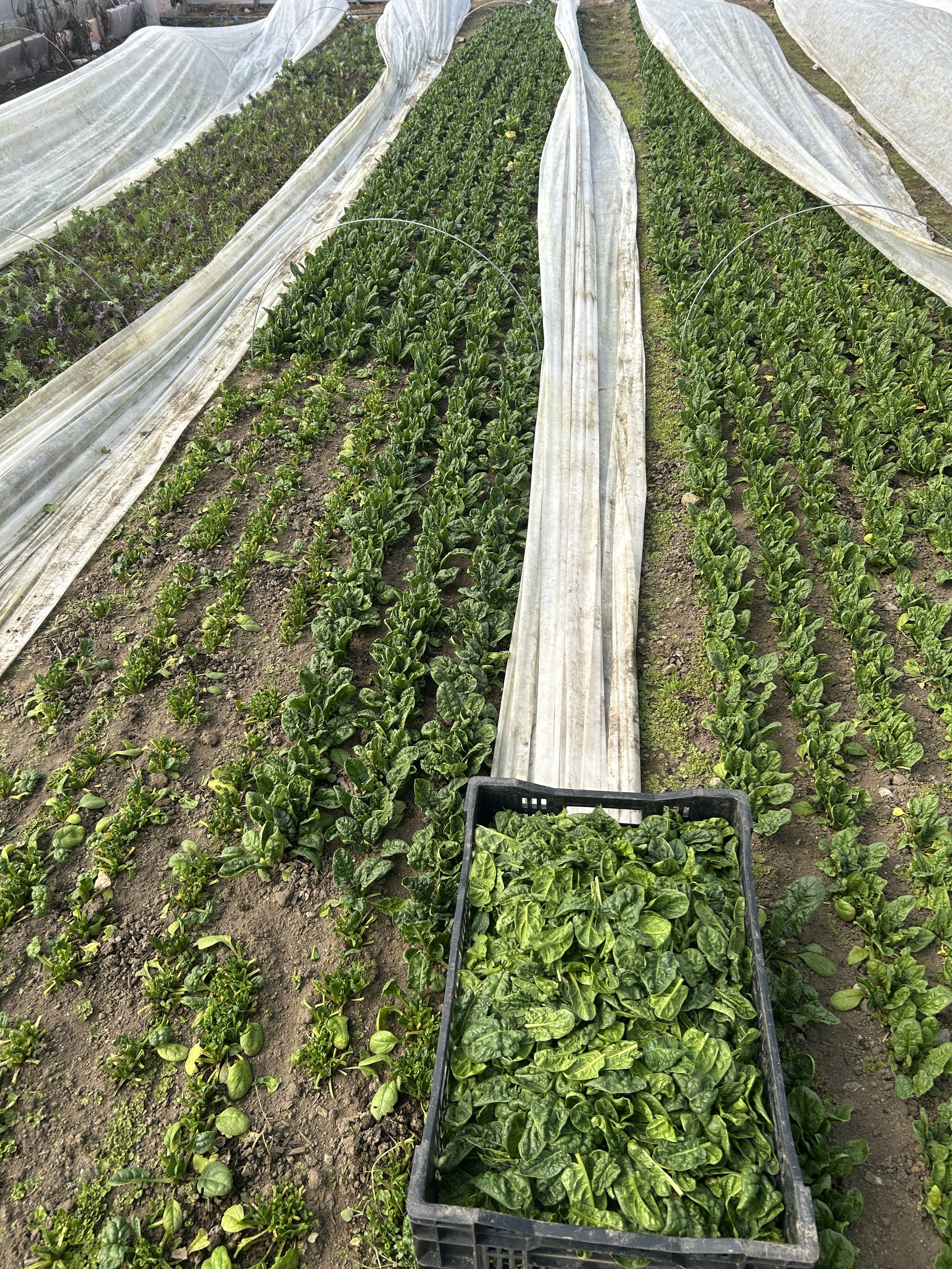 Market 3/5, Spinach on Sale, CSA Shares!