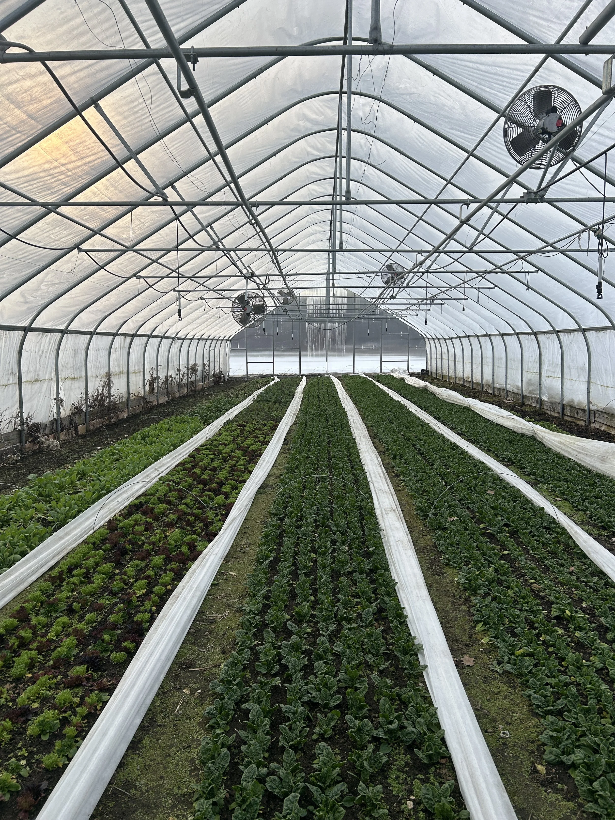 Market 3/19, Another Spinach Sale, CSA Shares!