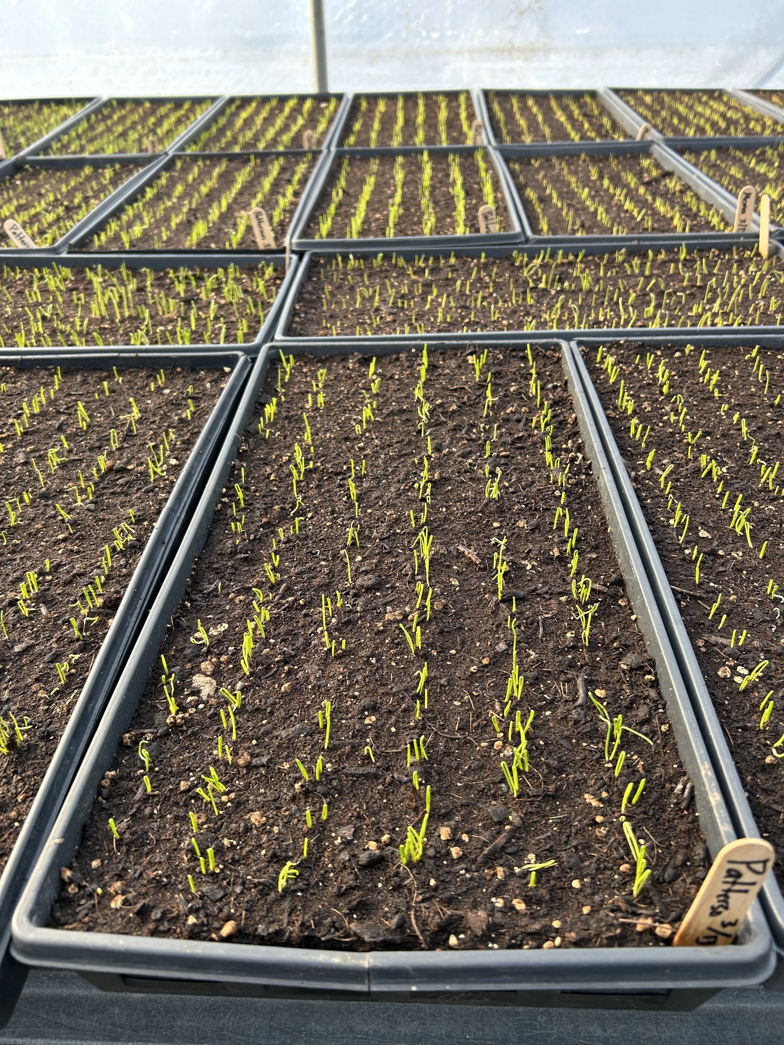 Greens Galore! Market Thurs, CSA Signups Close 4/15 