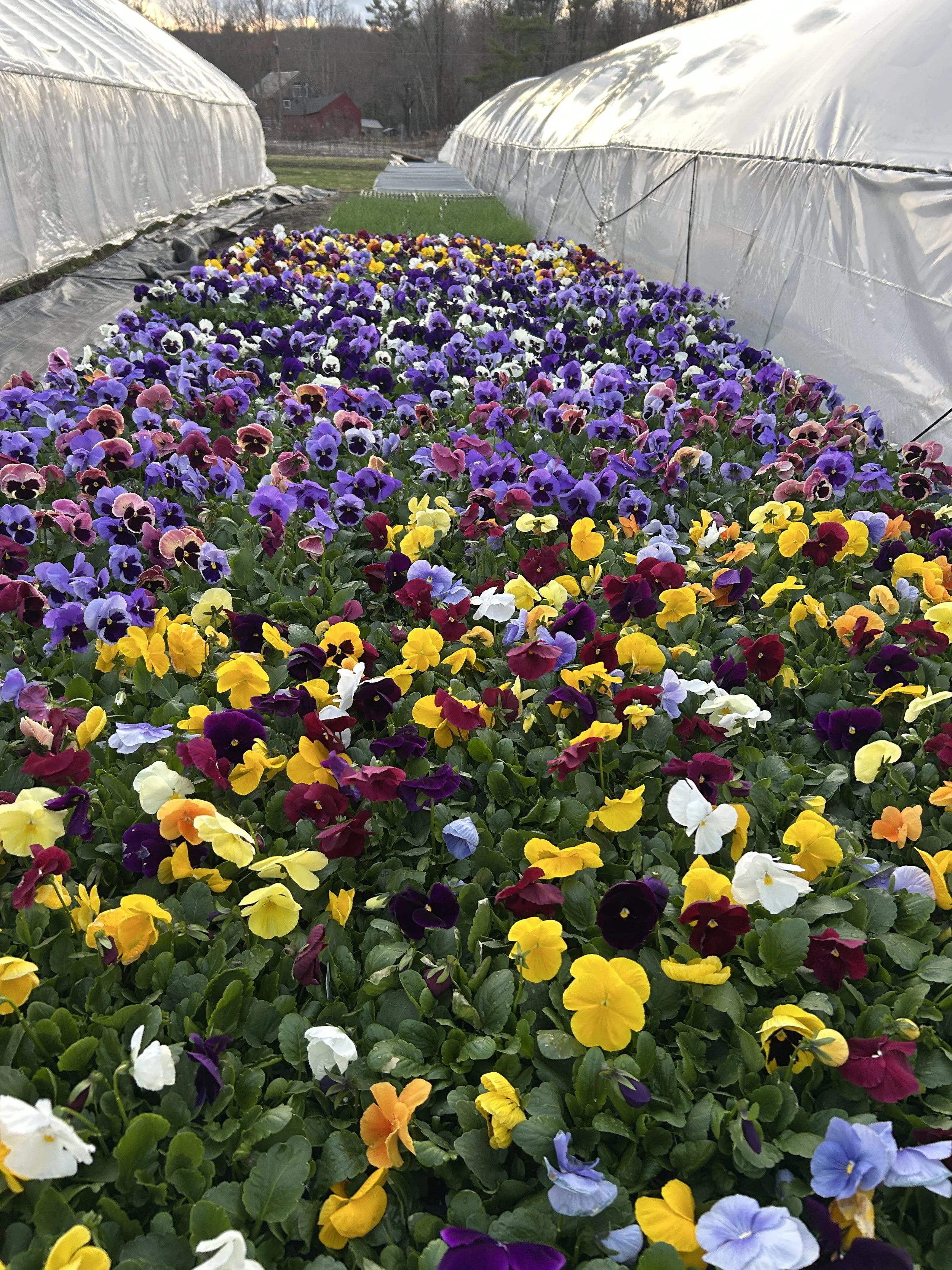Market Thursday 4/16, CSA Signups Close Friday