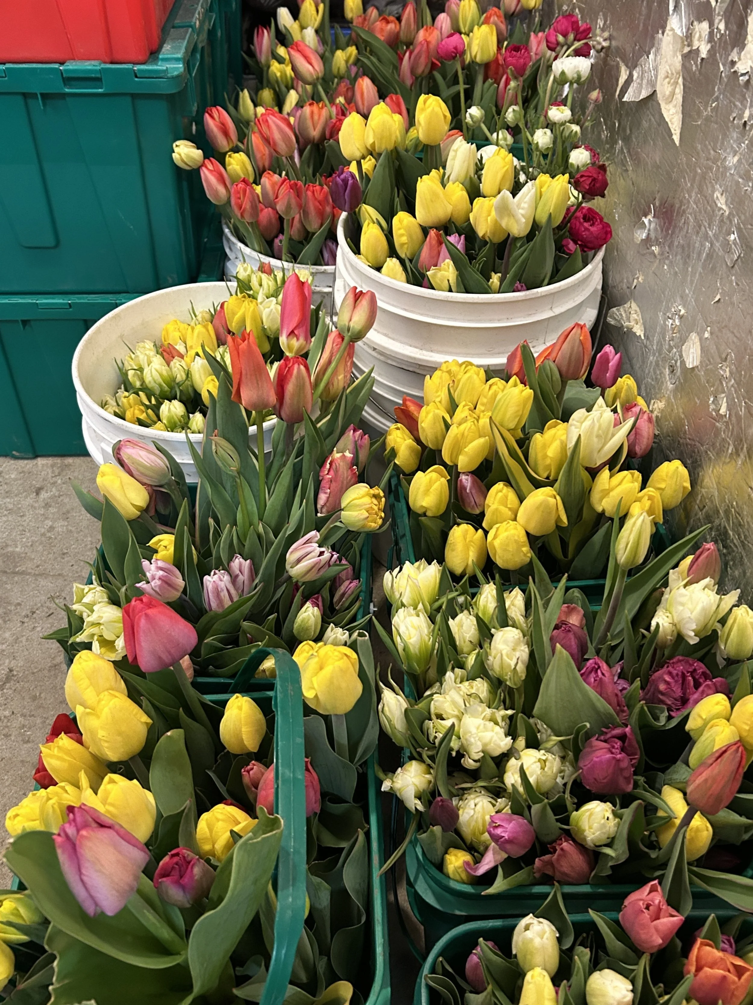 Markets Thur. &amp; Sat. Farm Store and Plant Stand Open, Tulips All Weekend!