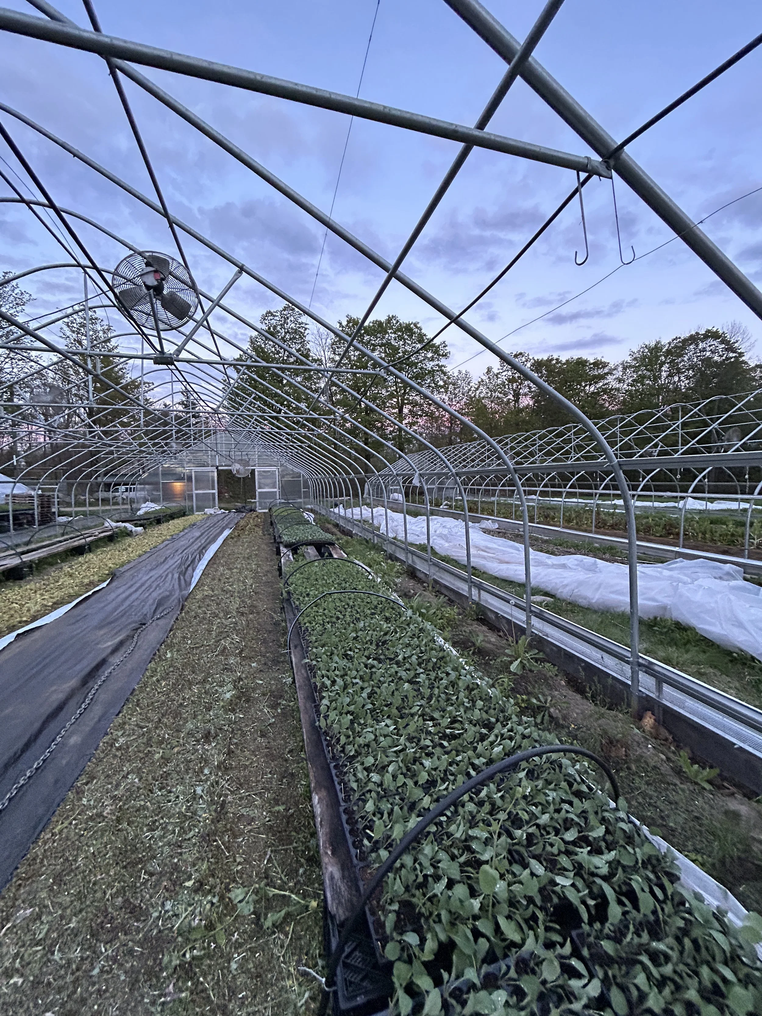 Big Farm Projects, Markets, Pansy Sale, Asparagus &amp; Tulips