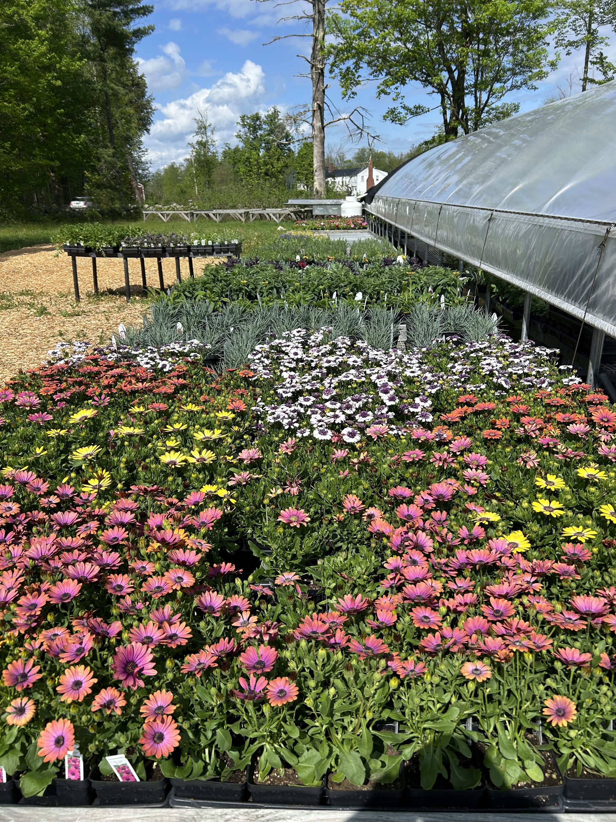 Flowers On Sale, Plant Stand, Markets 