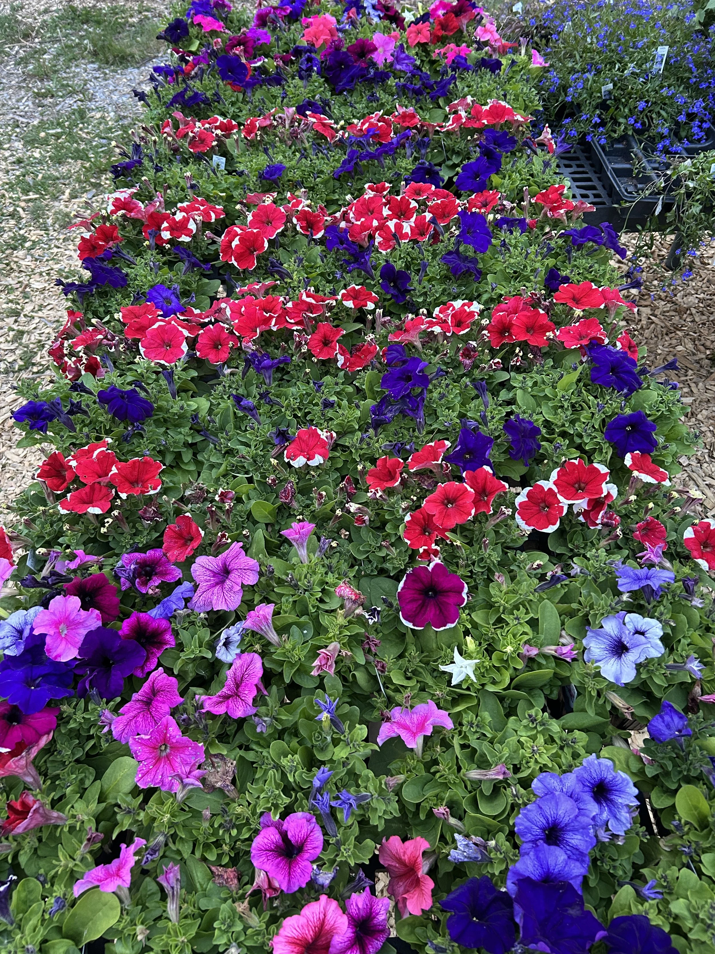 IMG_2667.JPG