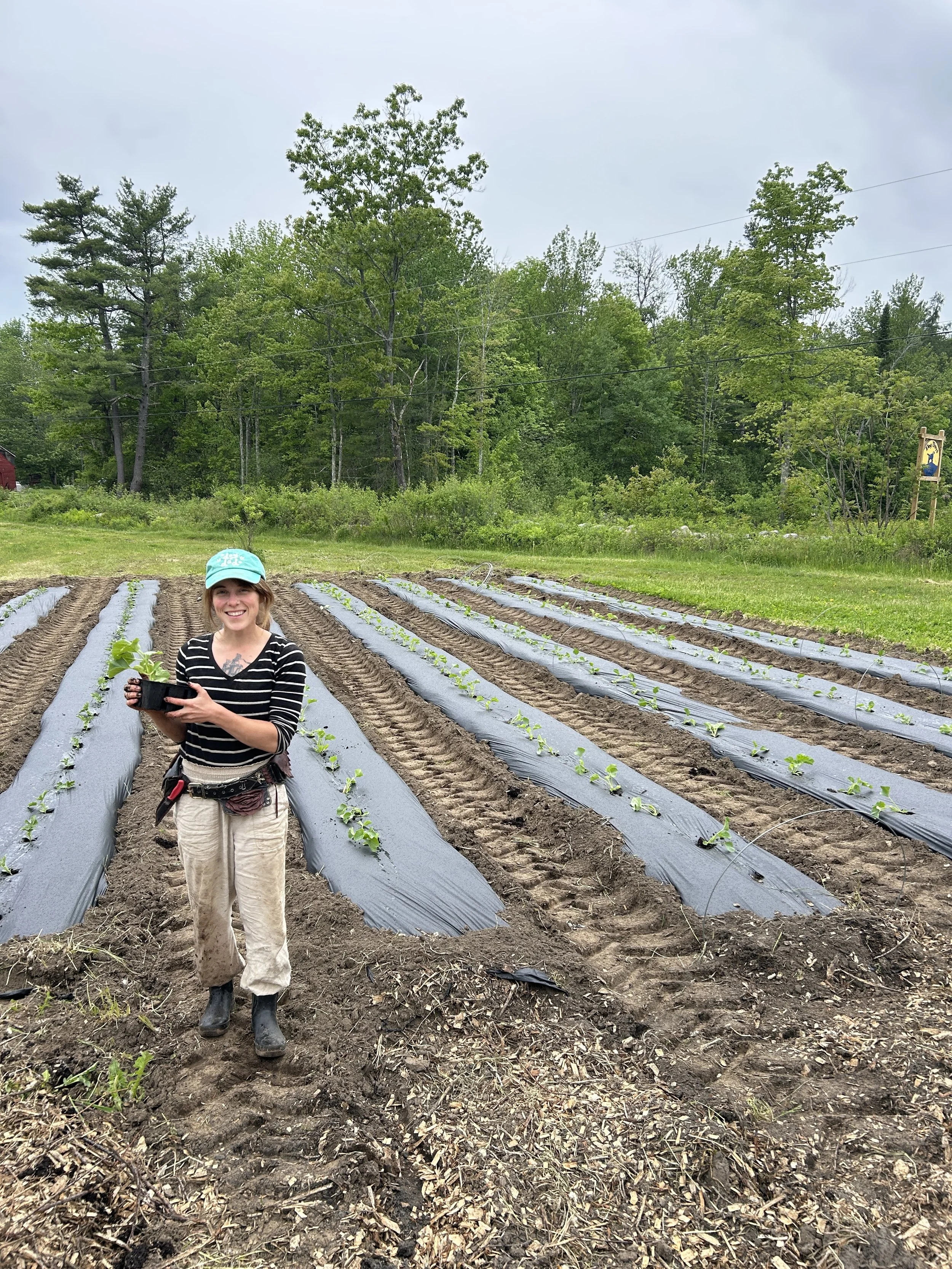 Planting Continues, Strawberries at Cheshire Med Mkt 6/4
