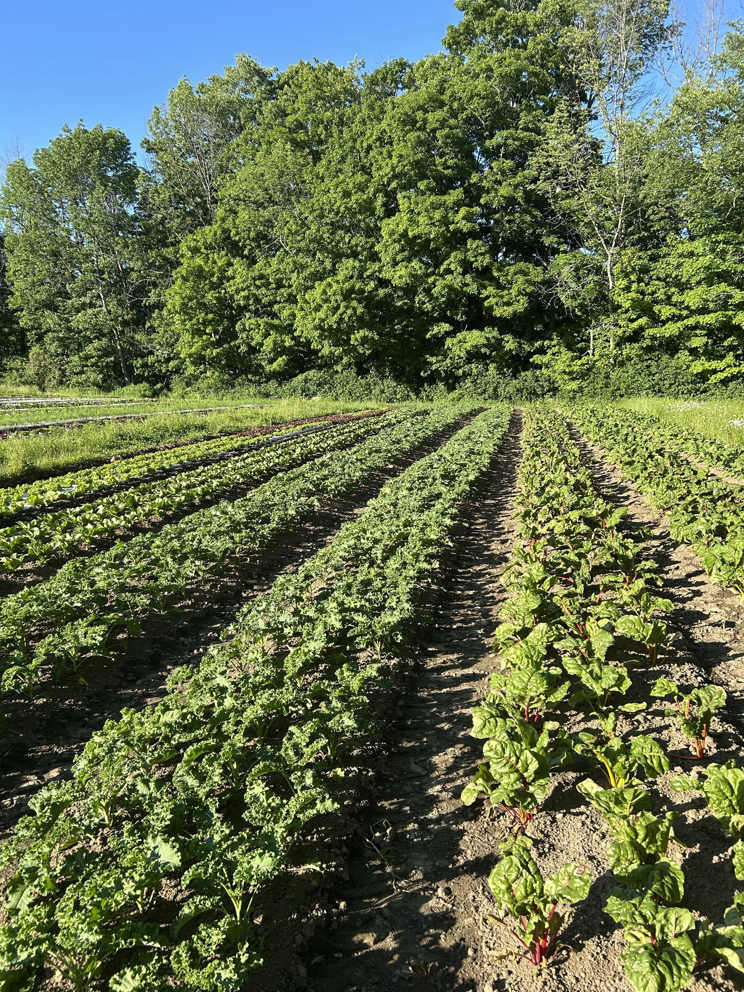 Greens Are Back!! BIG Market Thursday 6/18, Full Store