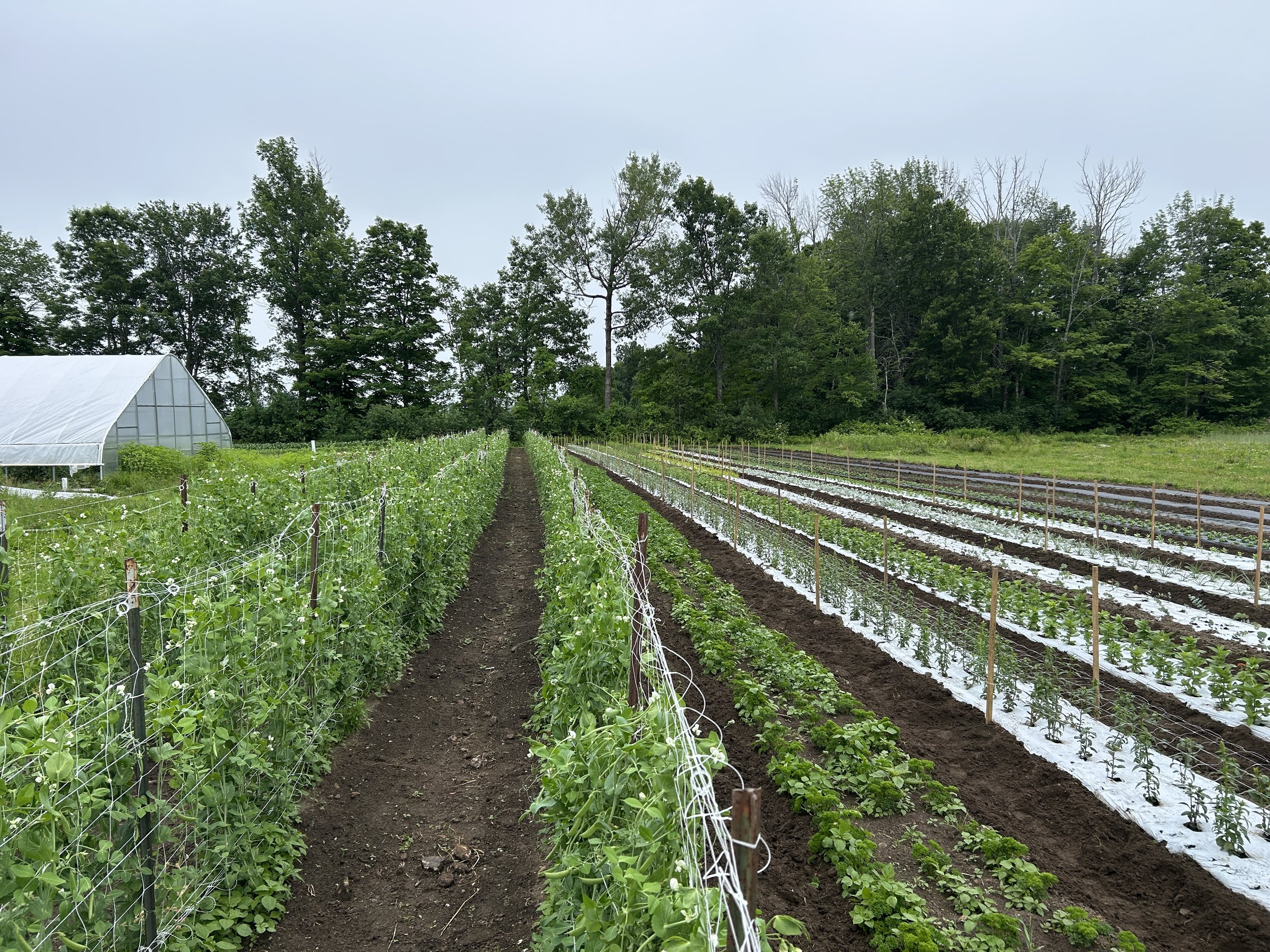 Snap Peas are In! BOGO At the Plant Stand, Markets Thurs &amp; Sat, CSA begins 7/1