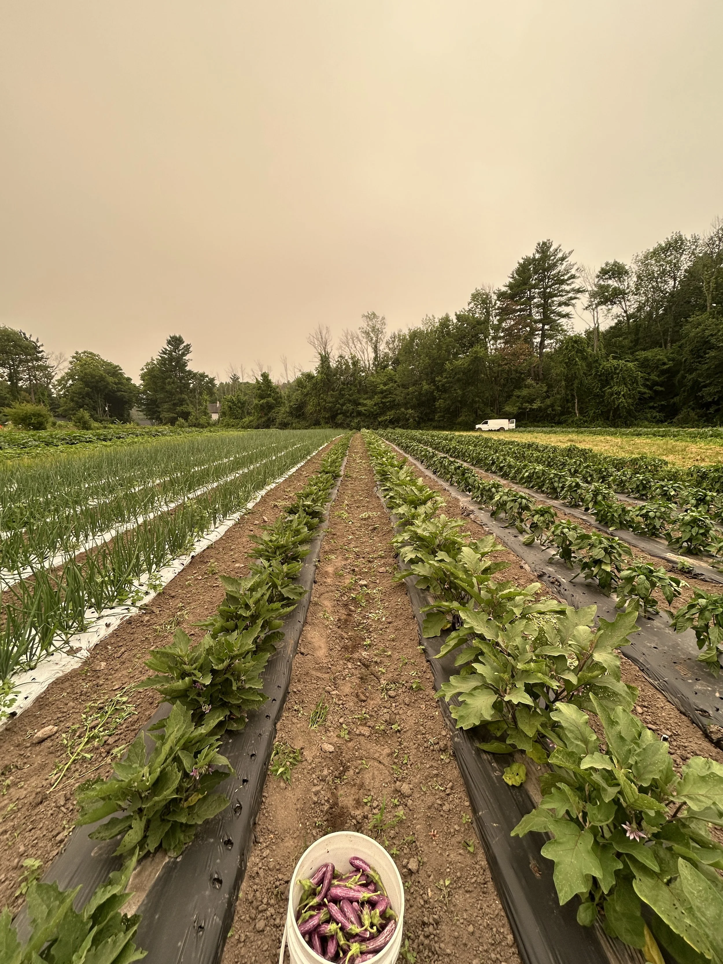 Hazy Week, Abundant Veggies!