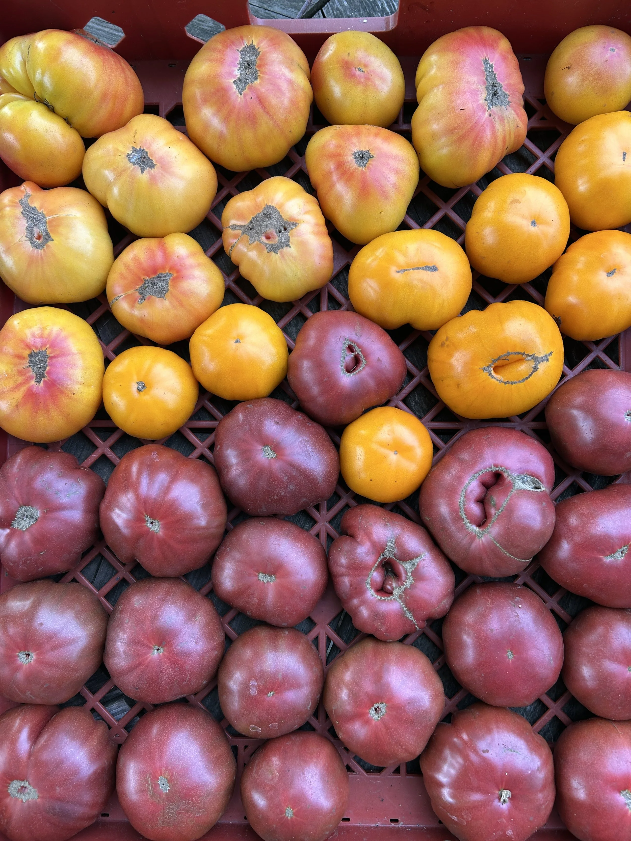 Tomatoes, Corn, and Melon, Tastes like Summer!