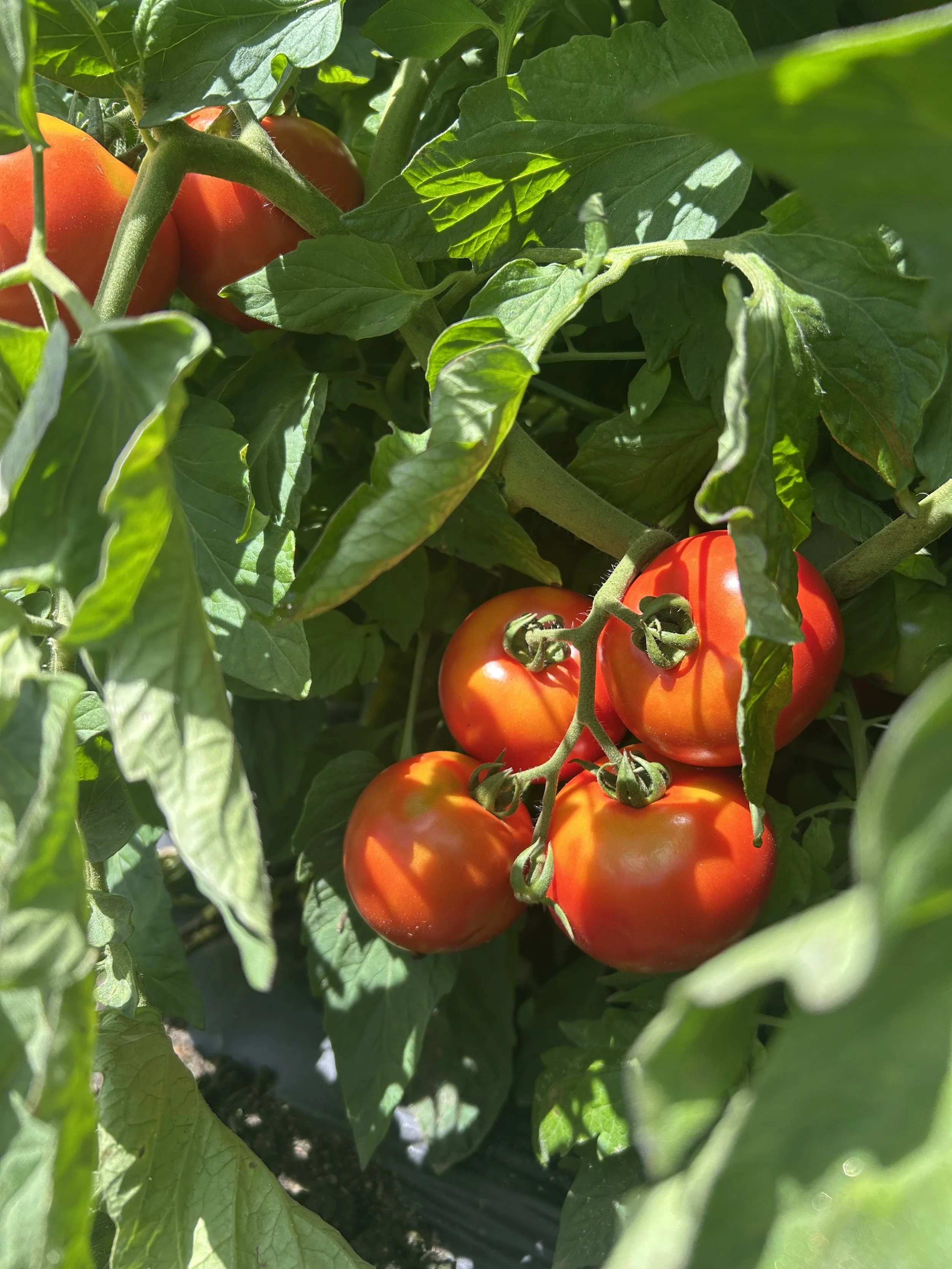 Onions, Tomatoes, Spaghetti Squash, Packed Markets!