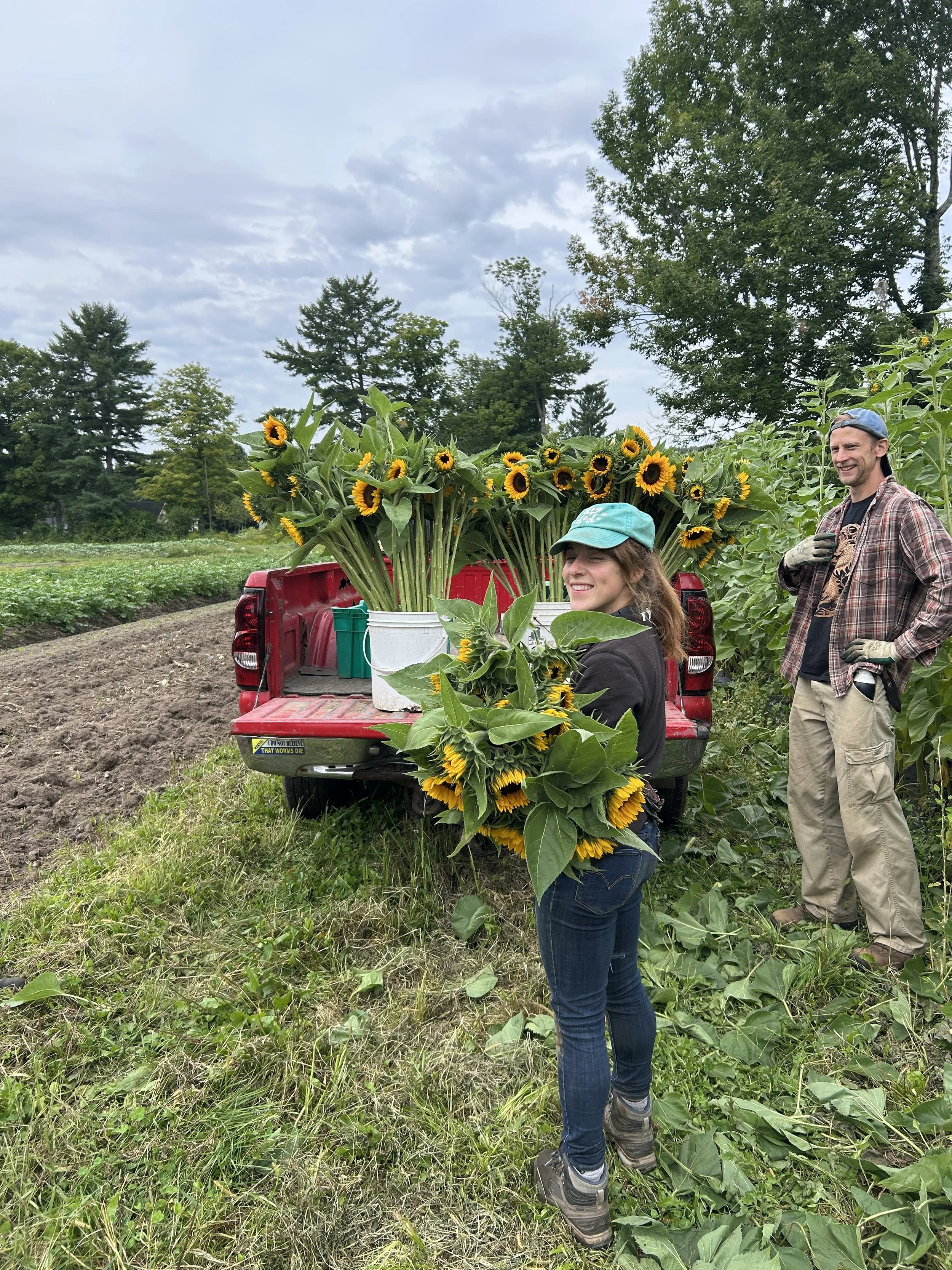 Bountiful Produce, Sunflowers at the Markets!