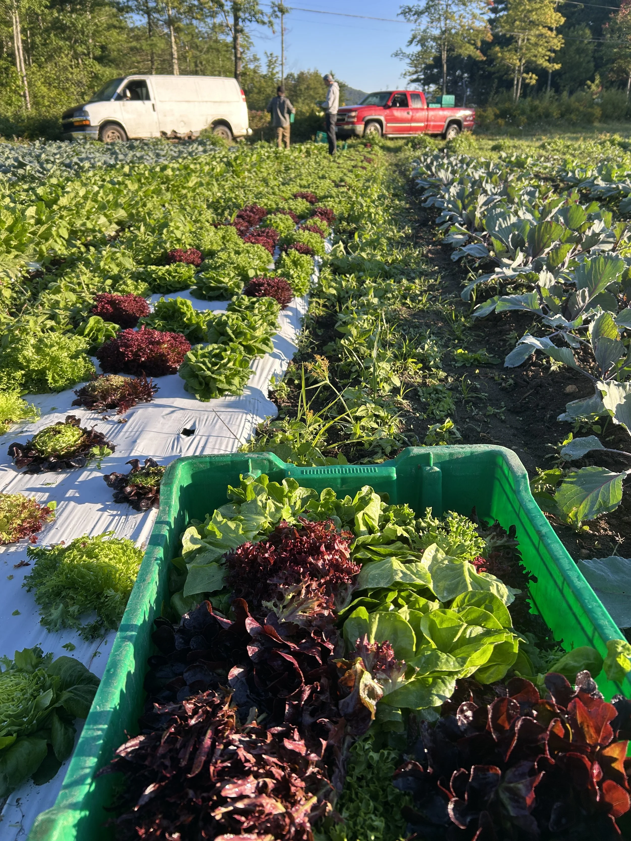 Fresh Produce at the Markets 9/10 &amp; 9/12!