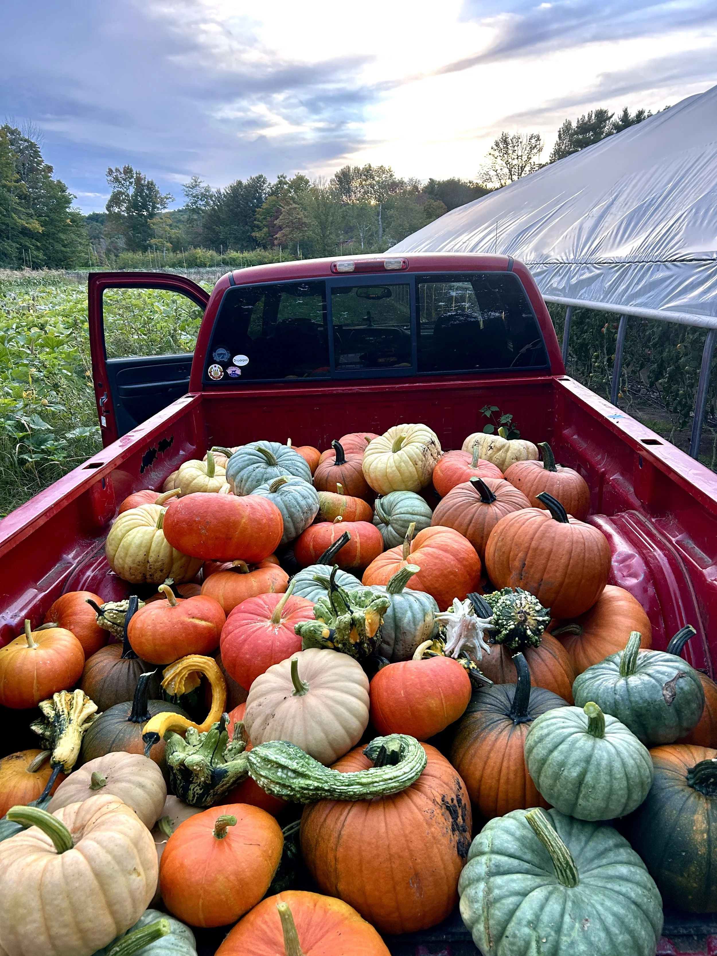 Winter Squash &amp; Pumpkins at the Markets!