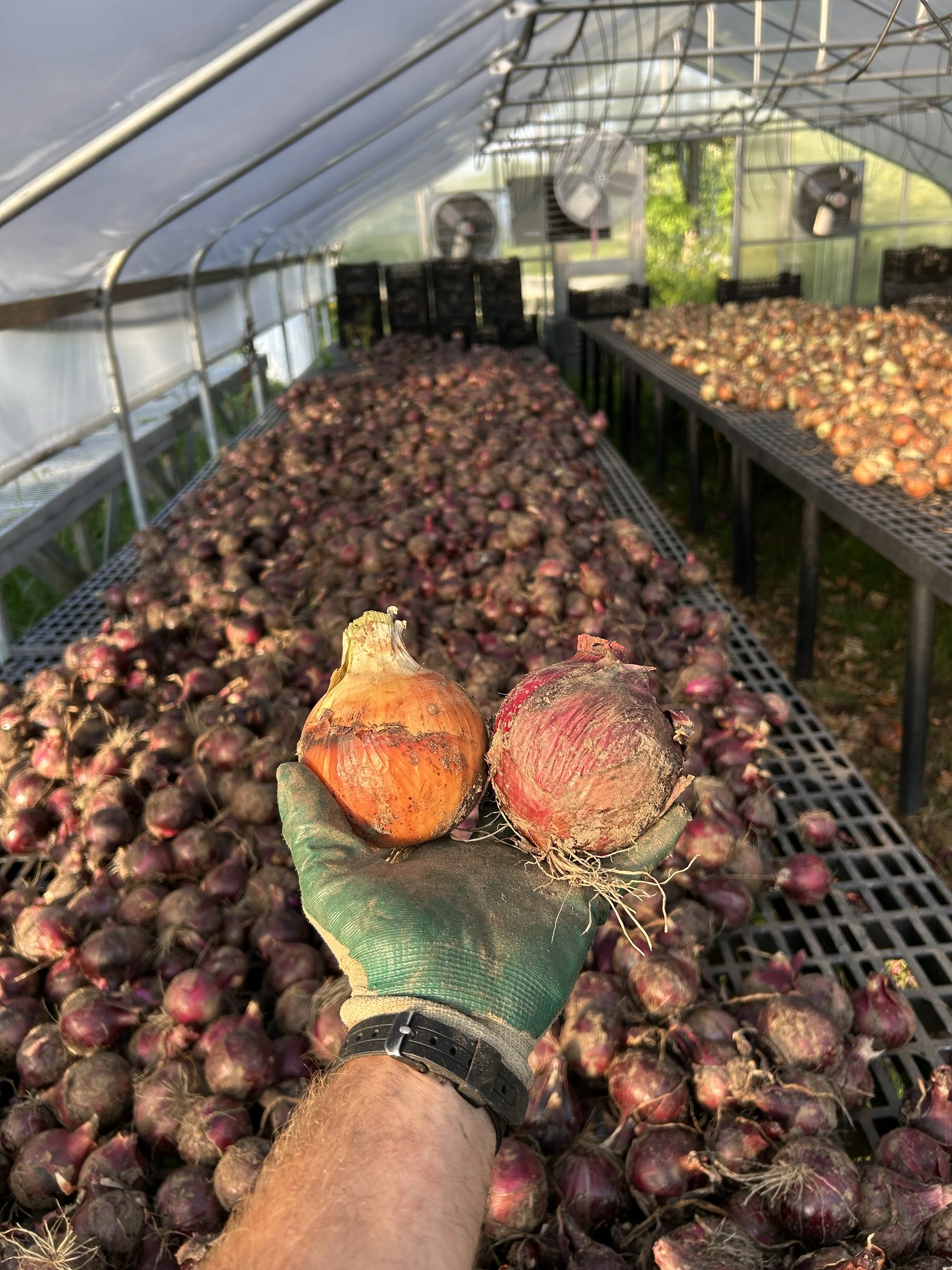 Find Fall Produce at Our Weekly Markets!