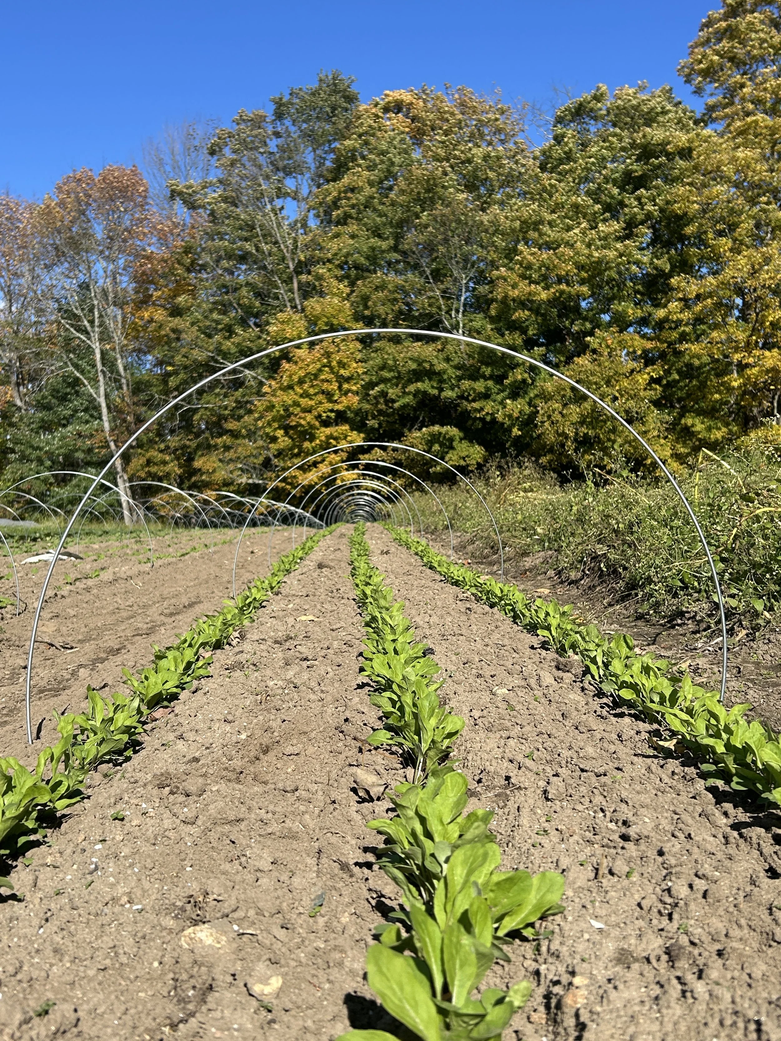Buttoned Up for Fall, Still Plenty of Veggie!