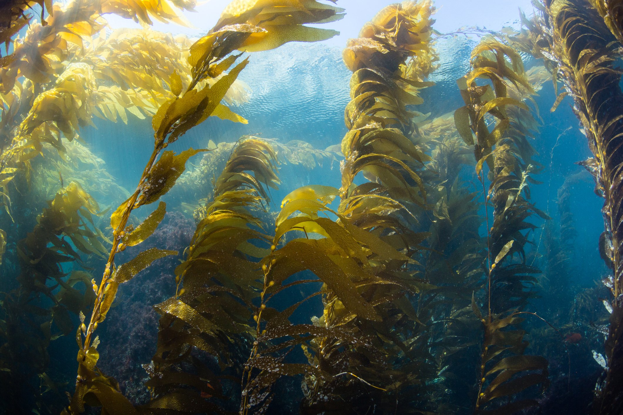 Seaweed Carbon Credits - Should Or Shouldn’t We?
