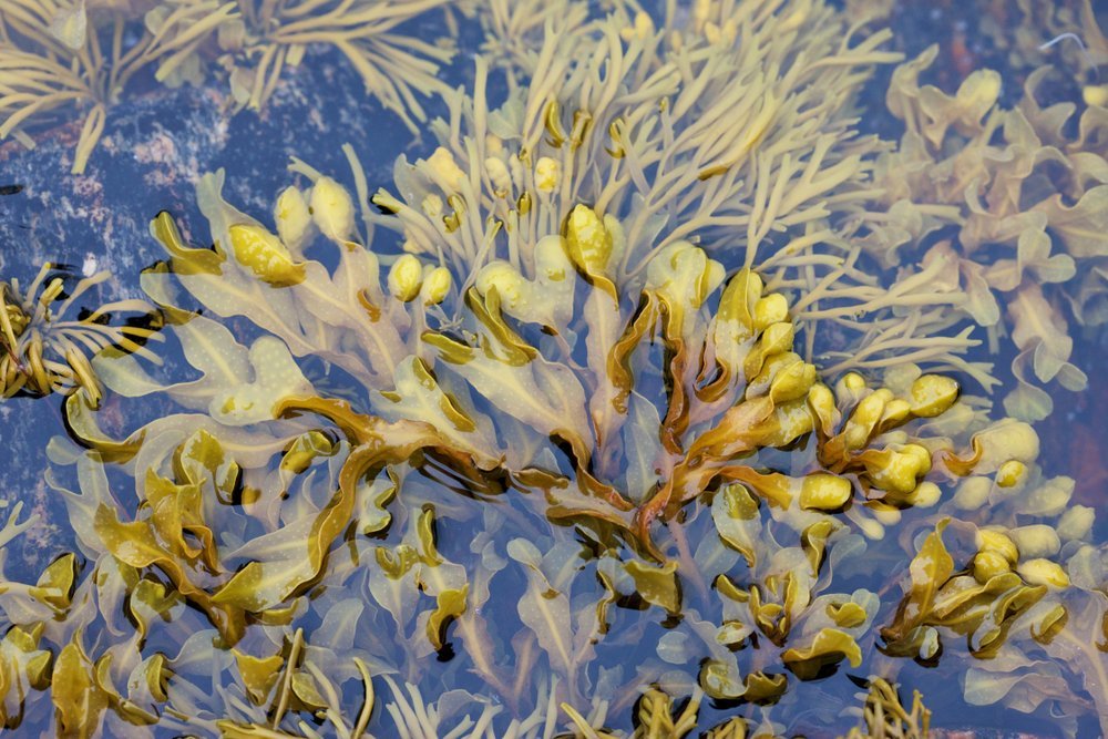 Seaweed As A Climate Change Solution - A Summary