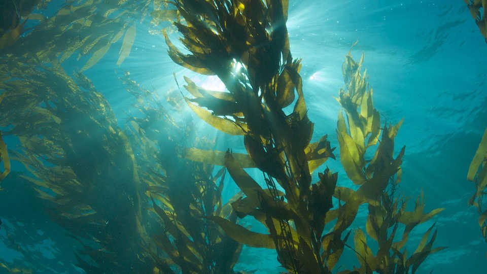 Seaweed As A Climate Change Solution In New Zealand