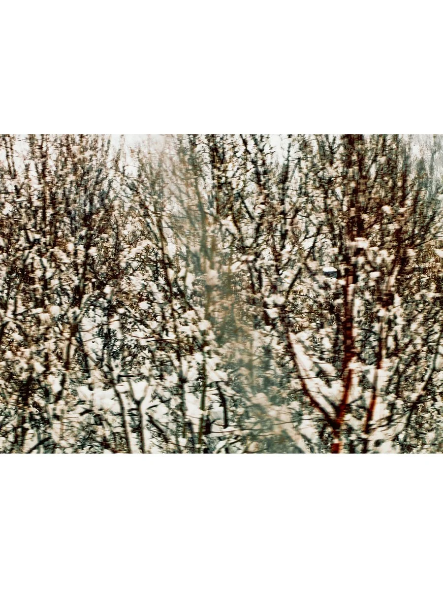 Fleeting-Forest_3-4.jpg