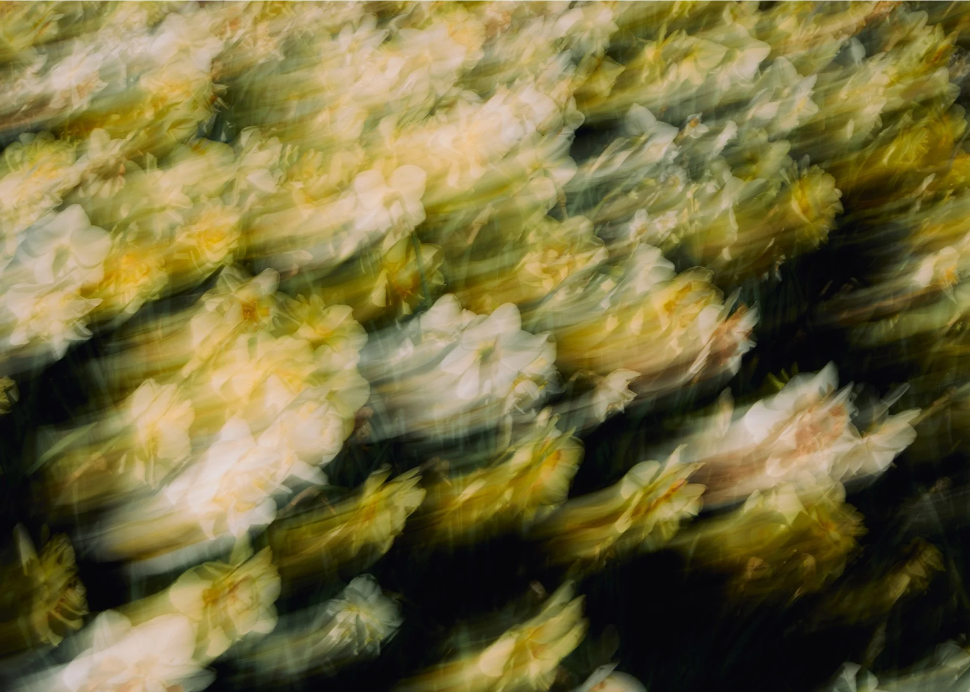 Wildflower-Drift-web.jpg