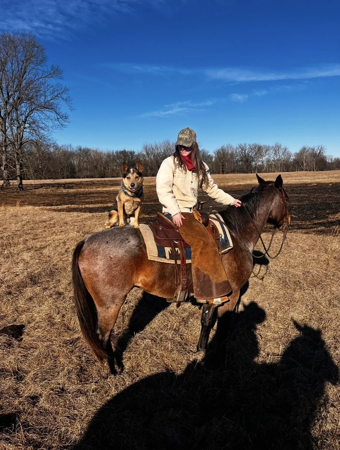 Checking cattle with Taz and Sunny