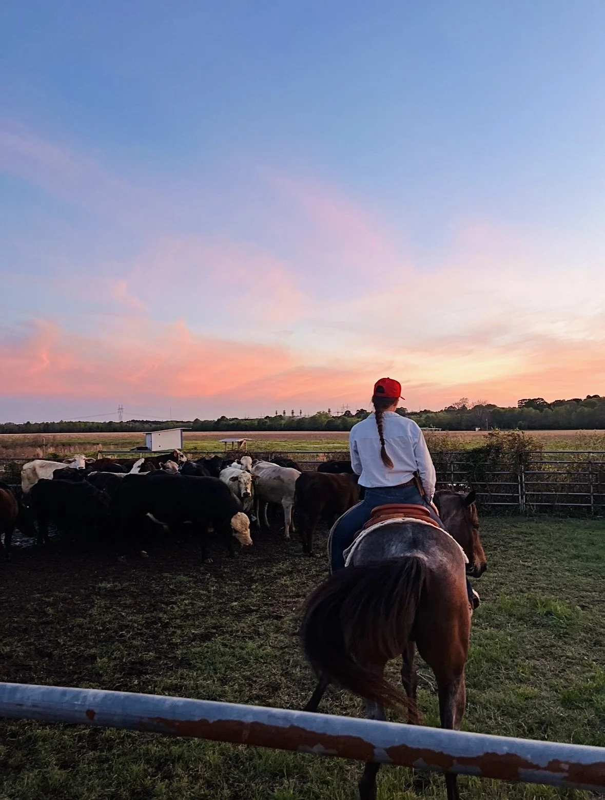 Working cattle with Sunny