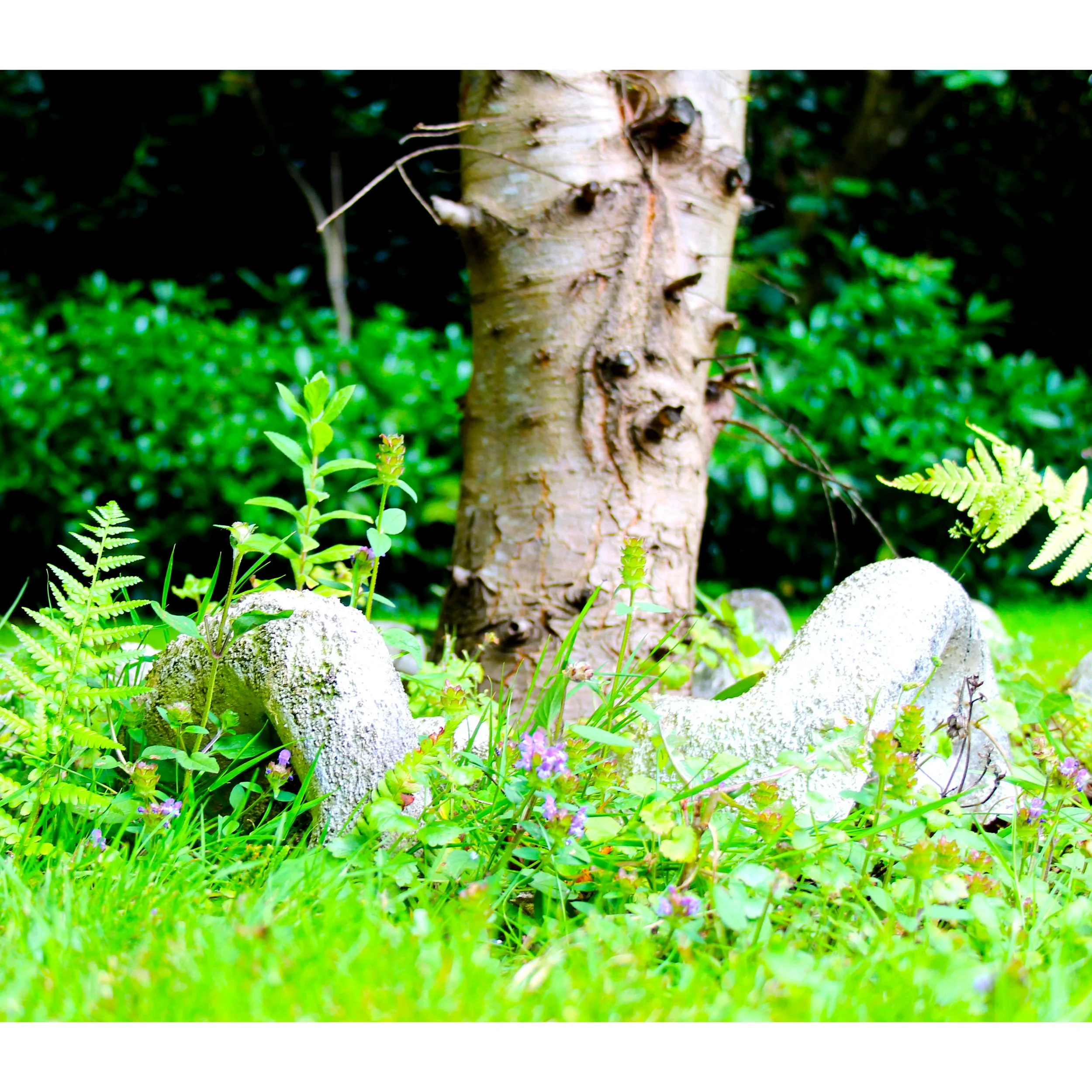 Project 5 - “Decay Submerged in growth"