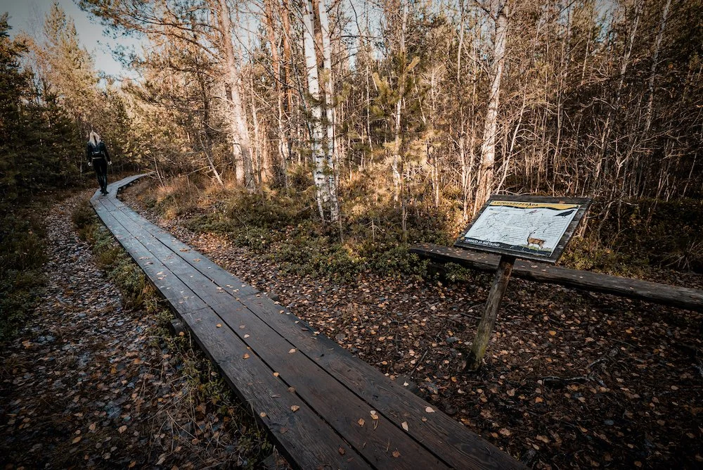 Pääsküla trails  4.JPG