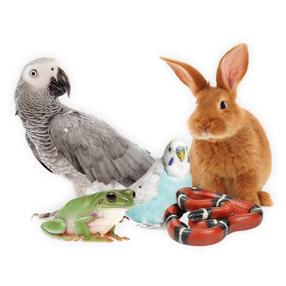 Obrázok papagája, žaby, andulky, hada a králika, ktoré predstavujú bežne chované exotické a domáce zvieratá, o ktorých sa hovorí v kritike reštriktívnej legislatívy pozitívnych zoznamov pre chov domácich zvierat.