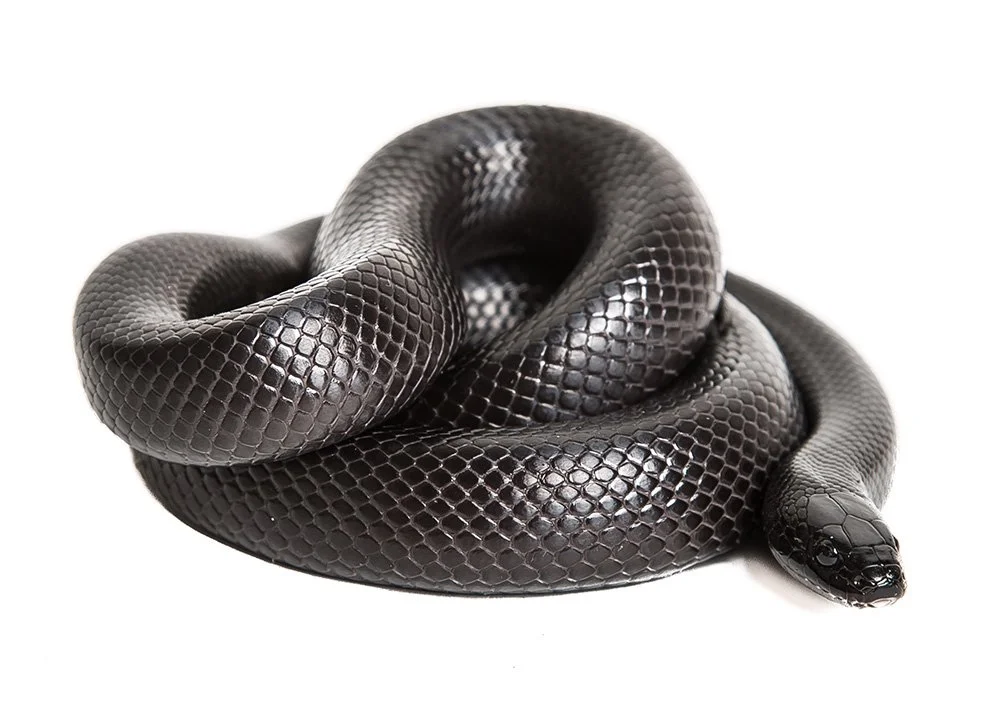 Mexican black kingsnake Lampropeltis nigrita.