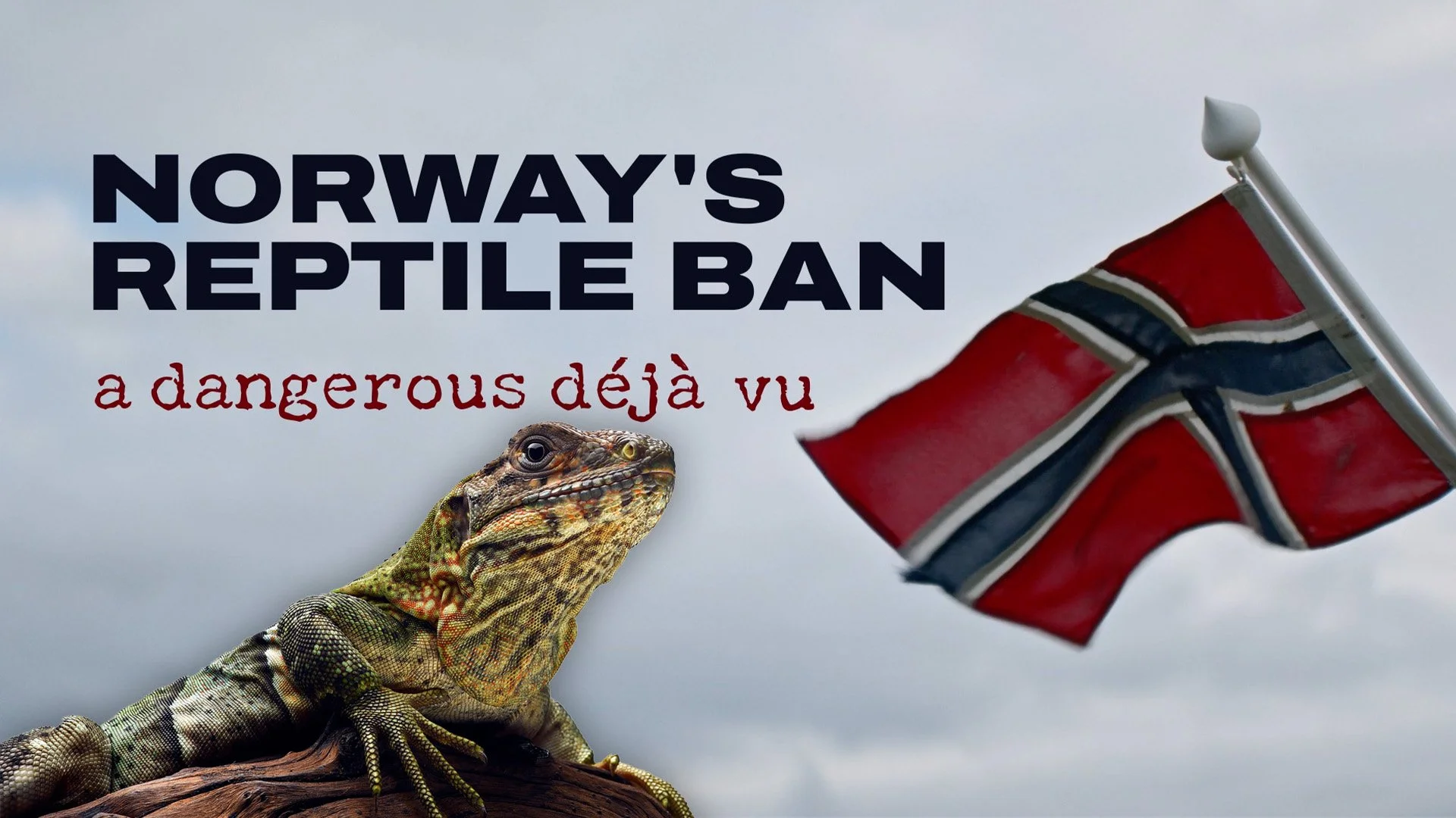 Miniatyrbild med texten ”Norges reptilförbud” och undertitel ”Ett farligt déjà vu”; visar ödla bredvid norsk flagga