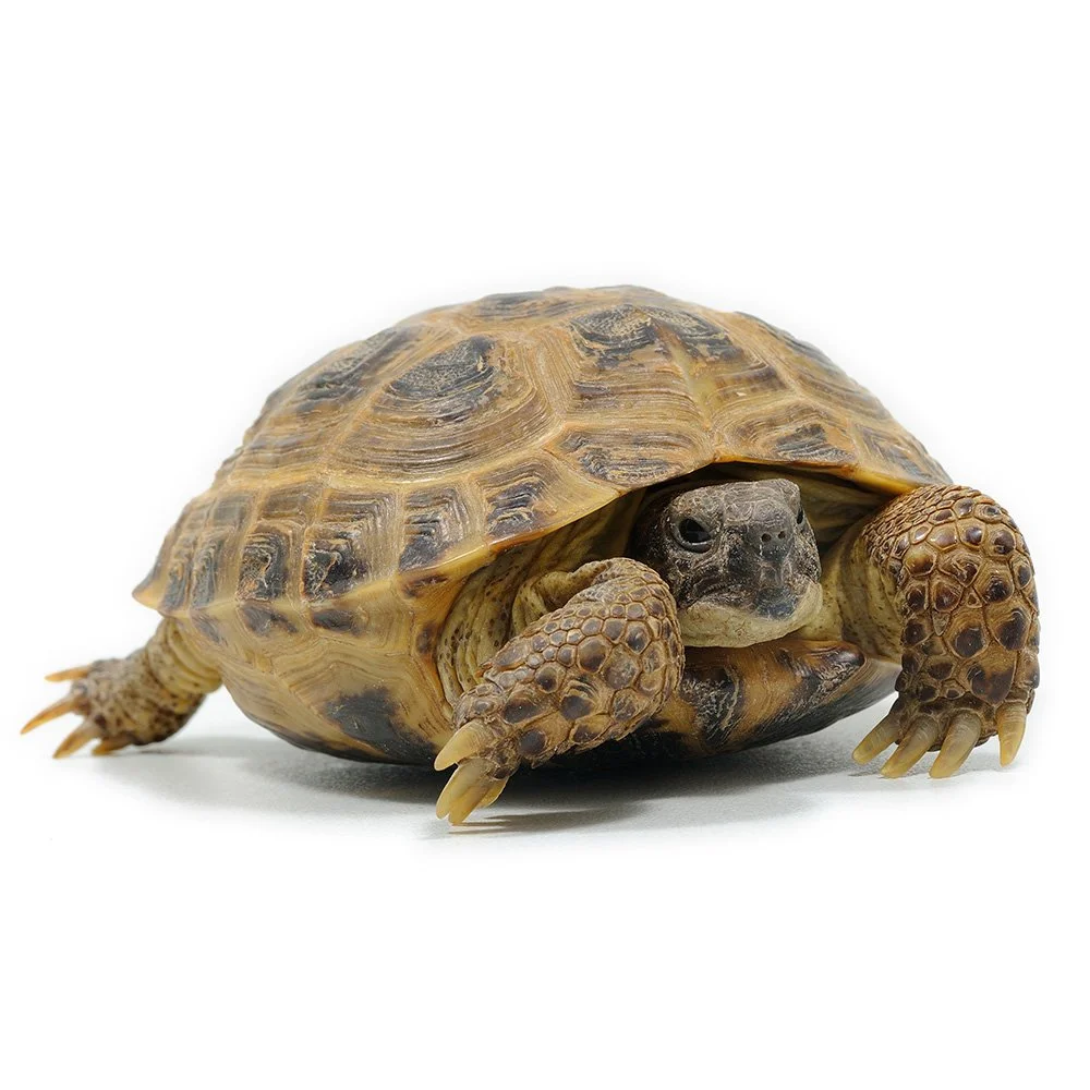 HORSFIELD’S TORTOISE Testudo horsfieldii
