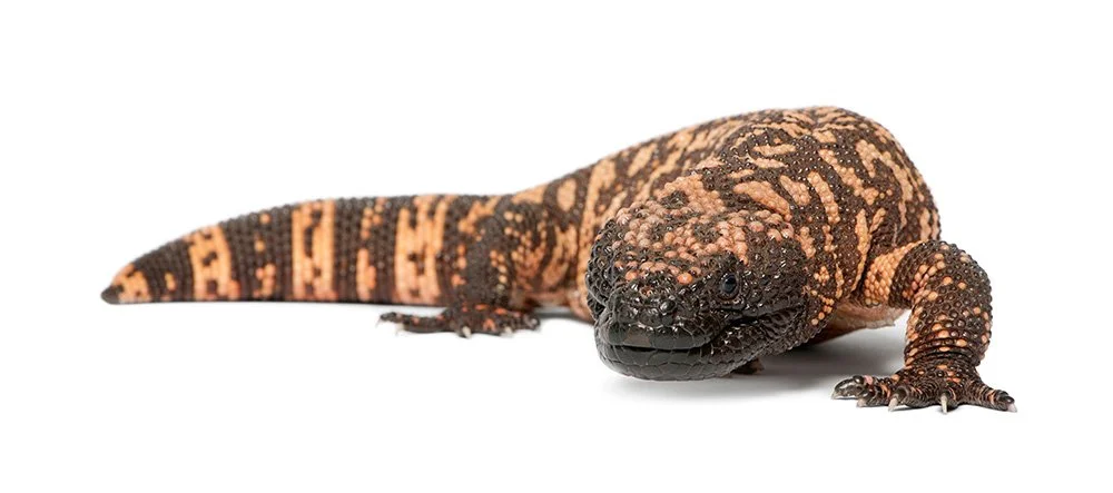 Gila monster Heloderma suspectum