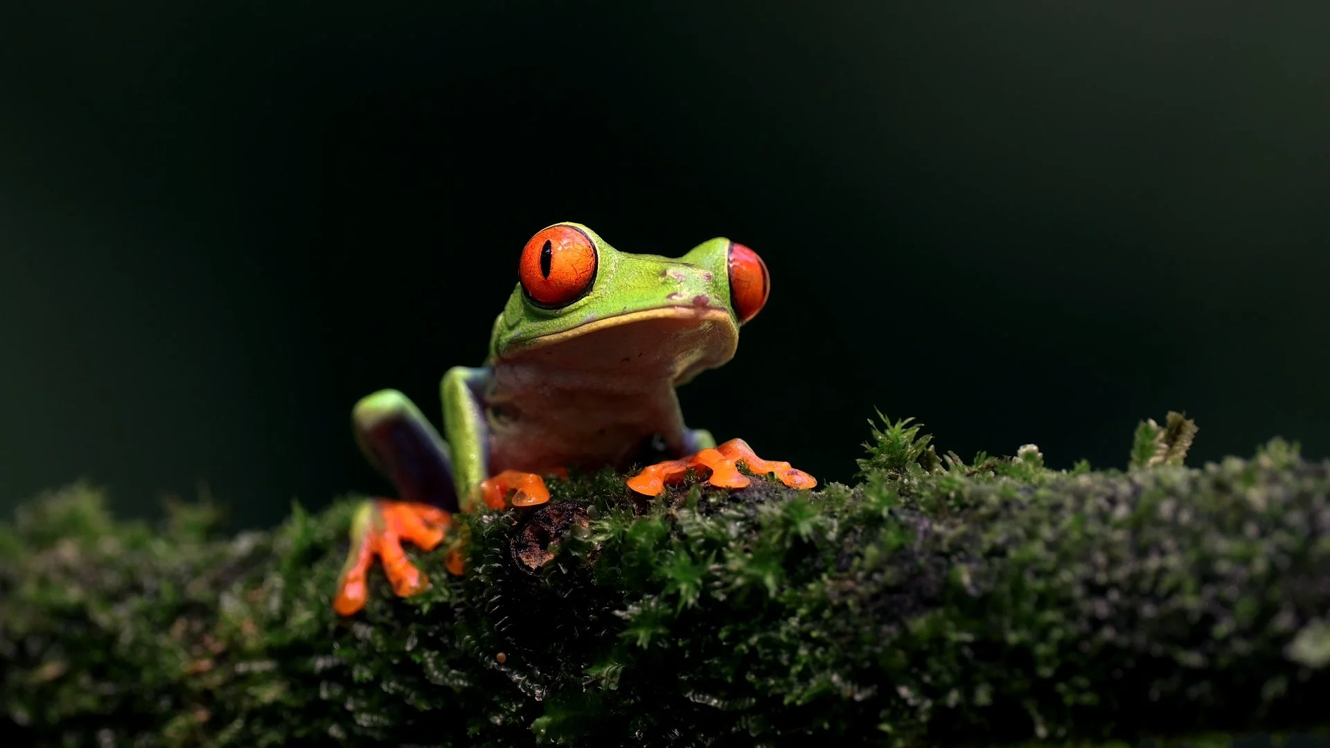 RRK Hero Banner 4.jpg