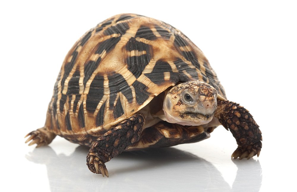 Indian star tortoise Geochelone elegans