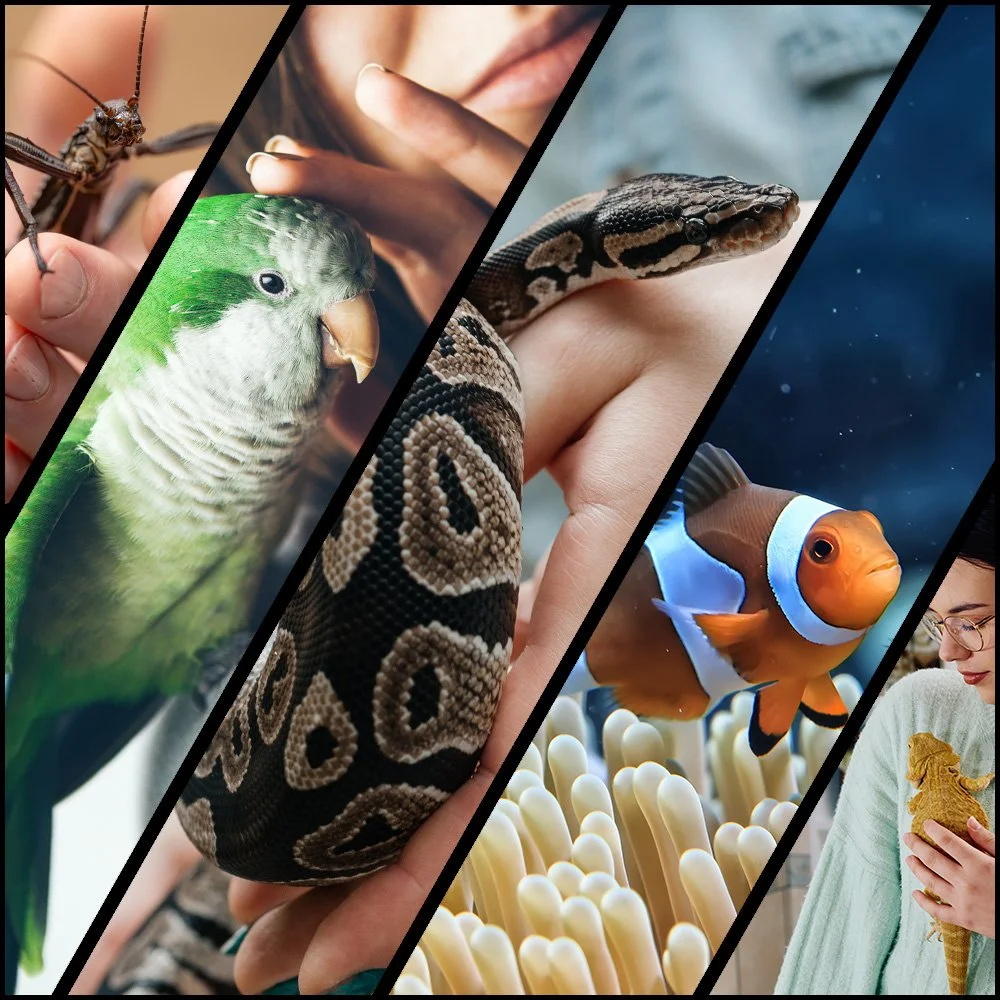 Kompositminiatyr som visar ett vandringspinninsektsdjur på en hand, en munkparakit på en kvinnas axel, en clownfisk i en anemon och en kvinna som håller en skäggagam, som representerar husdjursarter som påverkas av de föreslagna positiva listorna.