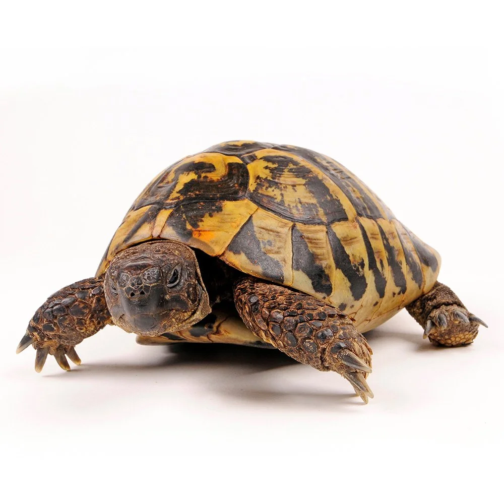 HERMANN’S TORTOISE  Testudo hermanni