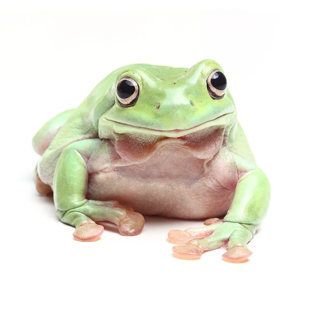 WHITE’S TREE FROG  Litoria caerulea