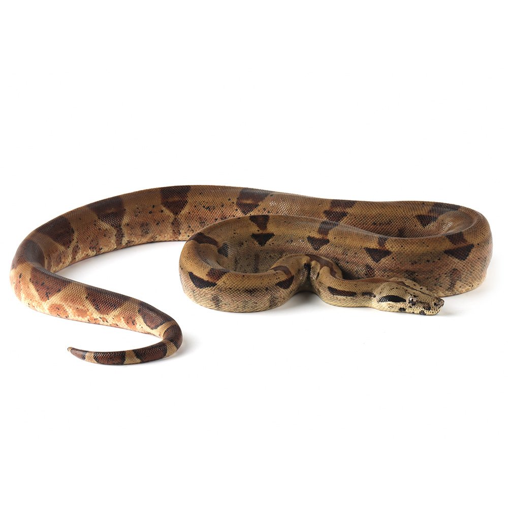 COMMON BOA CONSTRICTOR  Boa imperator